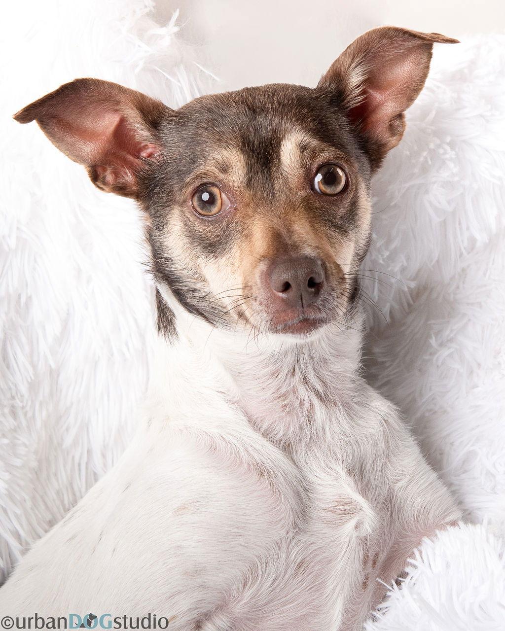 Ella - F, a Adoptable Chihuahua in Tampa, FL image 3/3