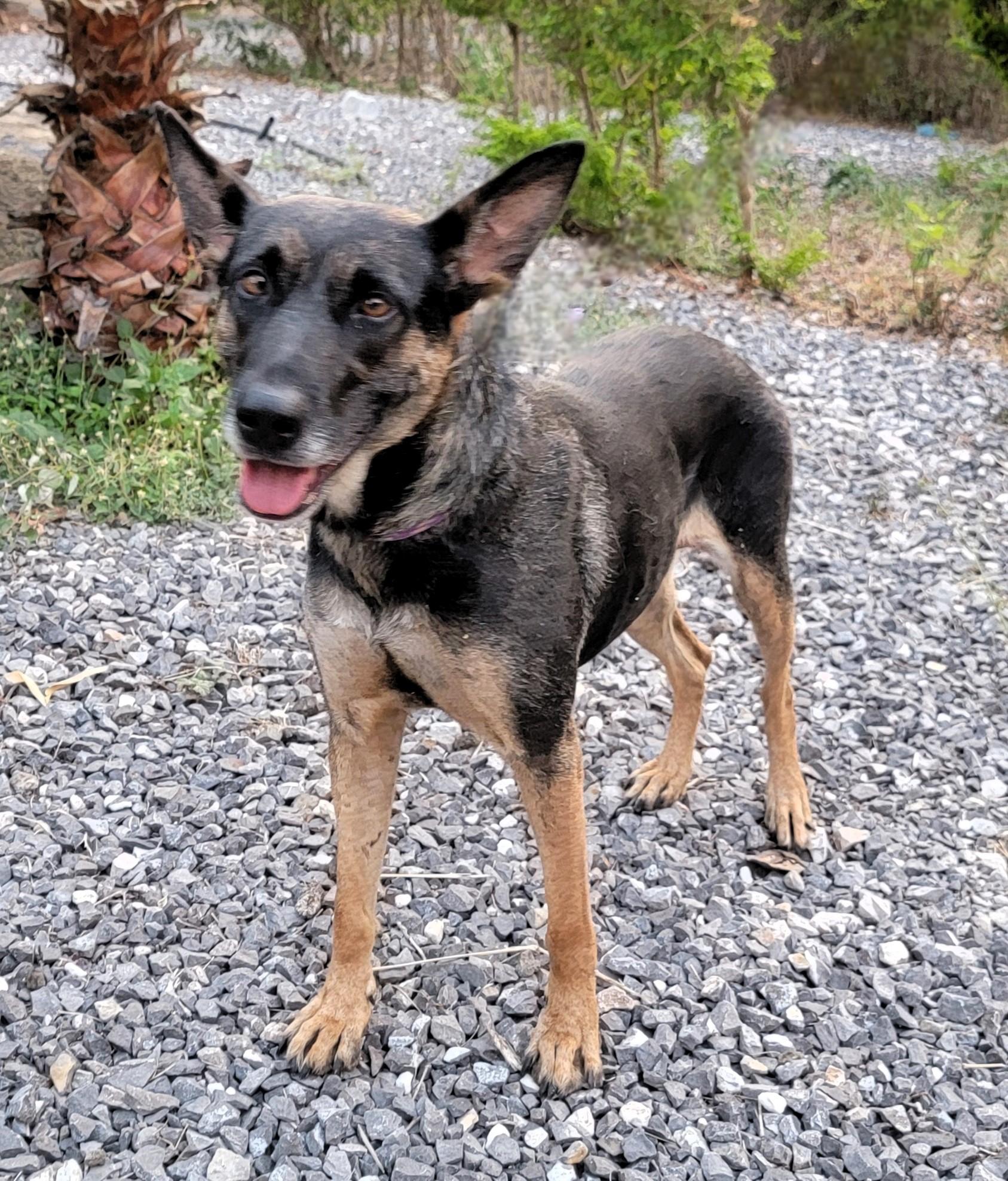 Enlarge Hannah, a ADOPTABLE German Shepherd Dog in San Francisco, CA image 3/3