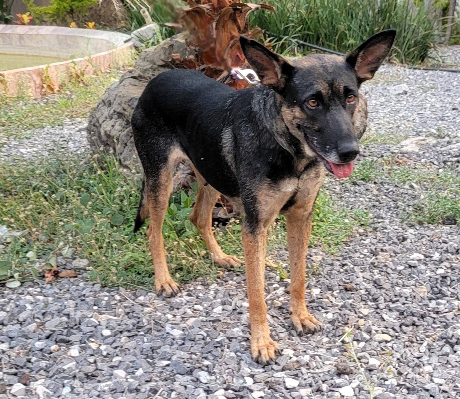 Enlarge Hannah, a ADOPTABLE German Shepherd Dog in San Francisco, CA image 1/3