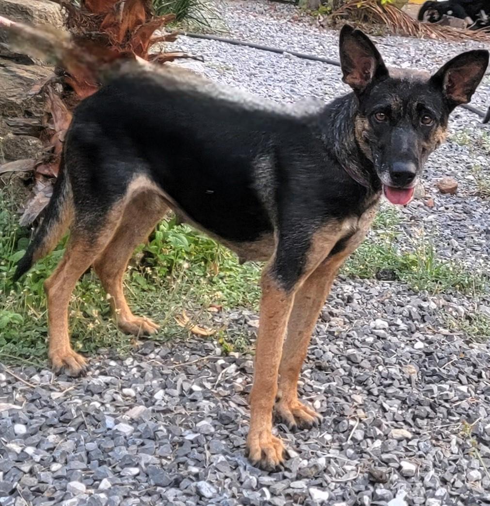 Enlarge Hannah, a ADOPTABLE German Shepherd Dog in San Francisco, CA image 2/3