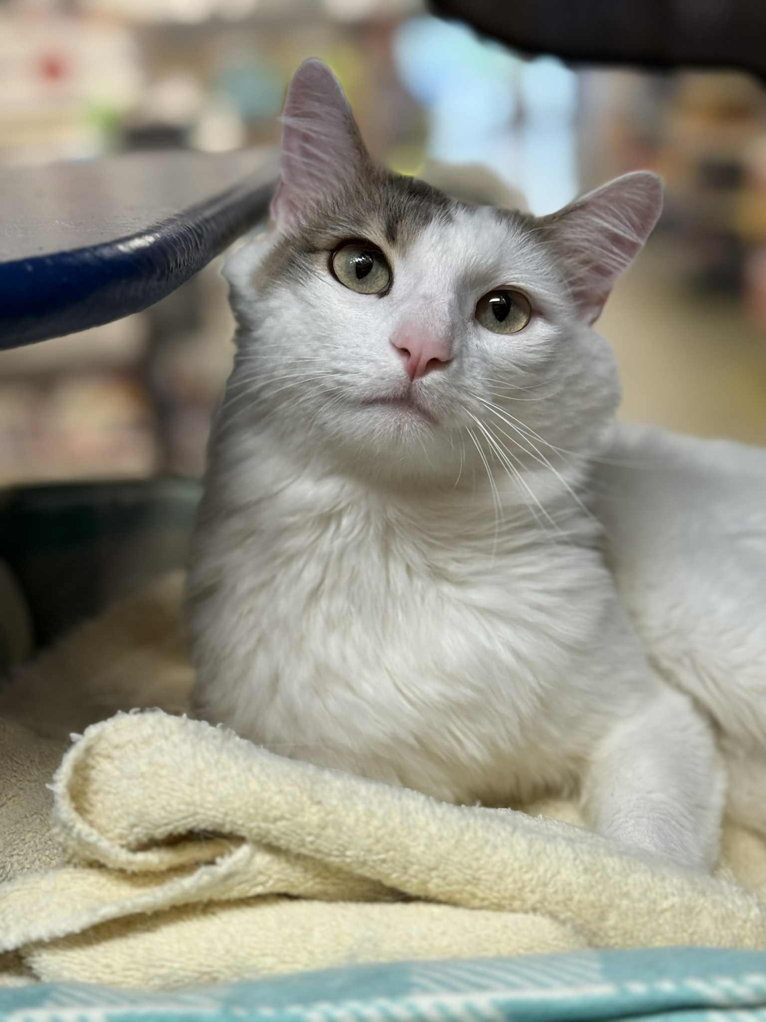 Cookie Monster  (Meet Me at the Hanover Petsmart!)