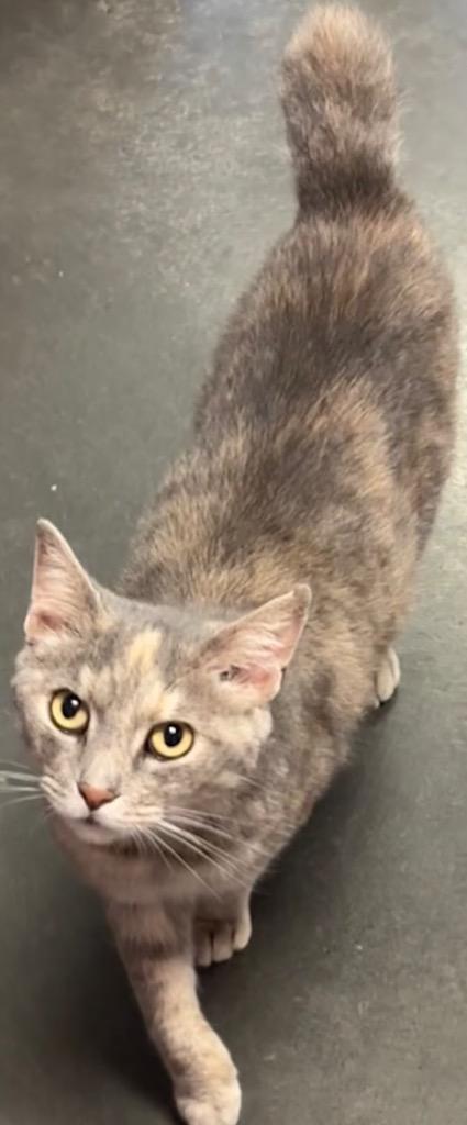 MELONY, Adoptable, Adult Female Manx.