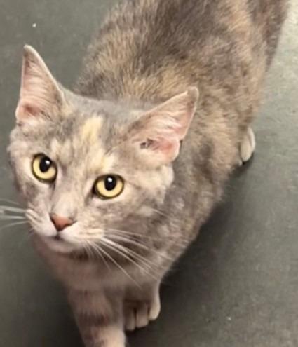 MELONY, Adoptable, Adult Female Manx.