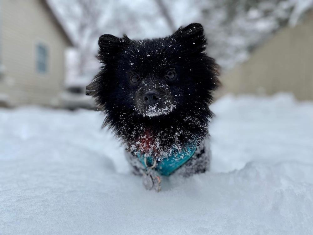Enlarge Spike, a Adoptable Pomeranian in Muskegon, MI image 1/1