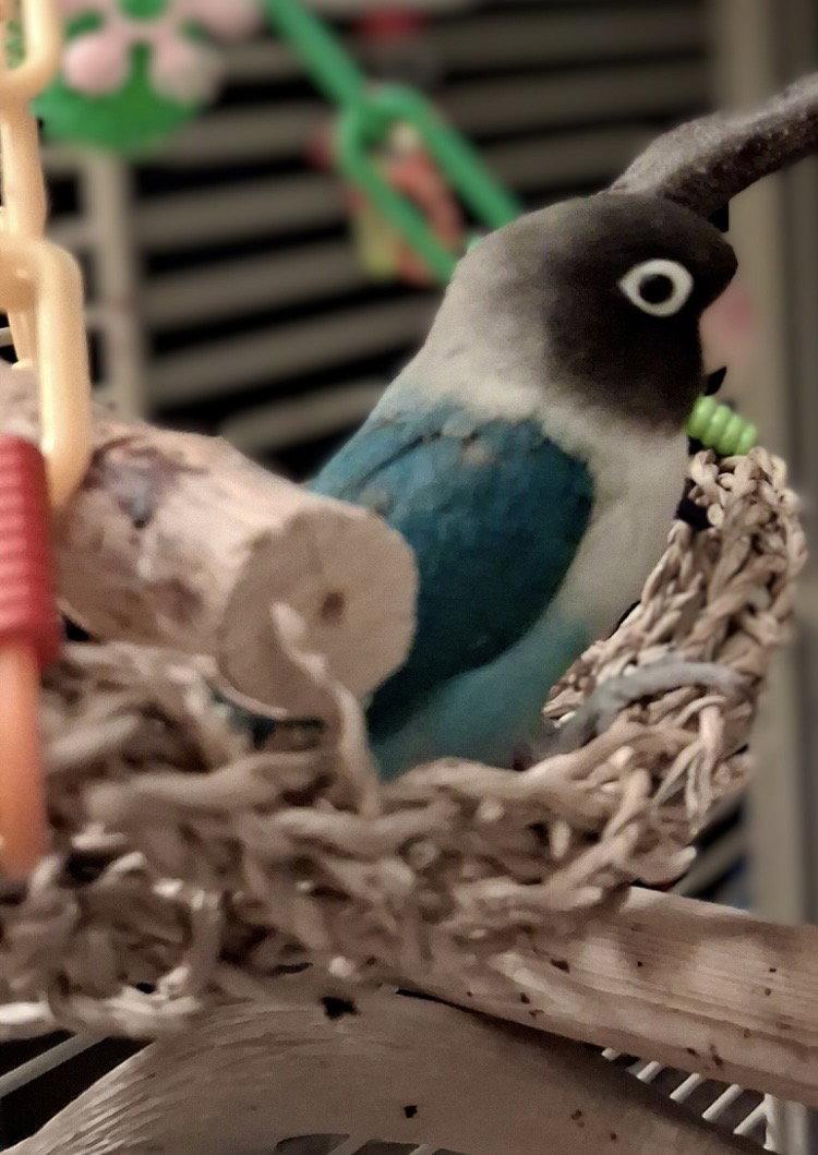 Enlarge Kiki (Killua), a Adoptable Lovebird in Belford, NJ image 2/3