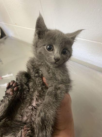 Bacon, Adoptable, Adult Female Domestic Short Hair & Domestic Short Hair.