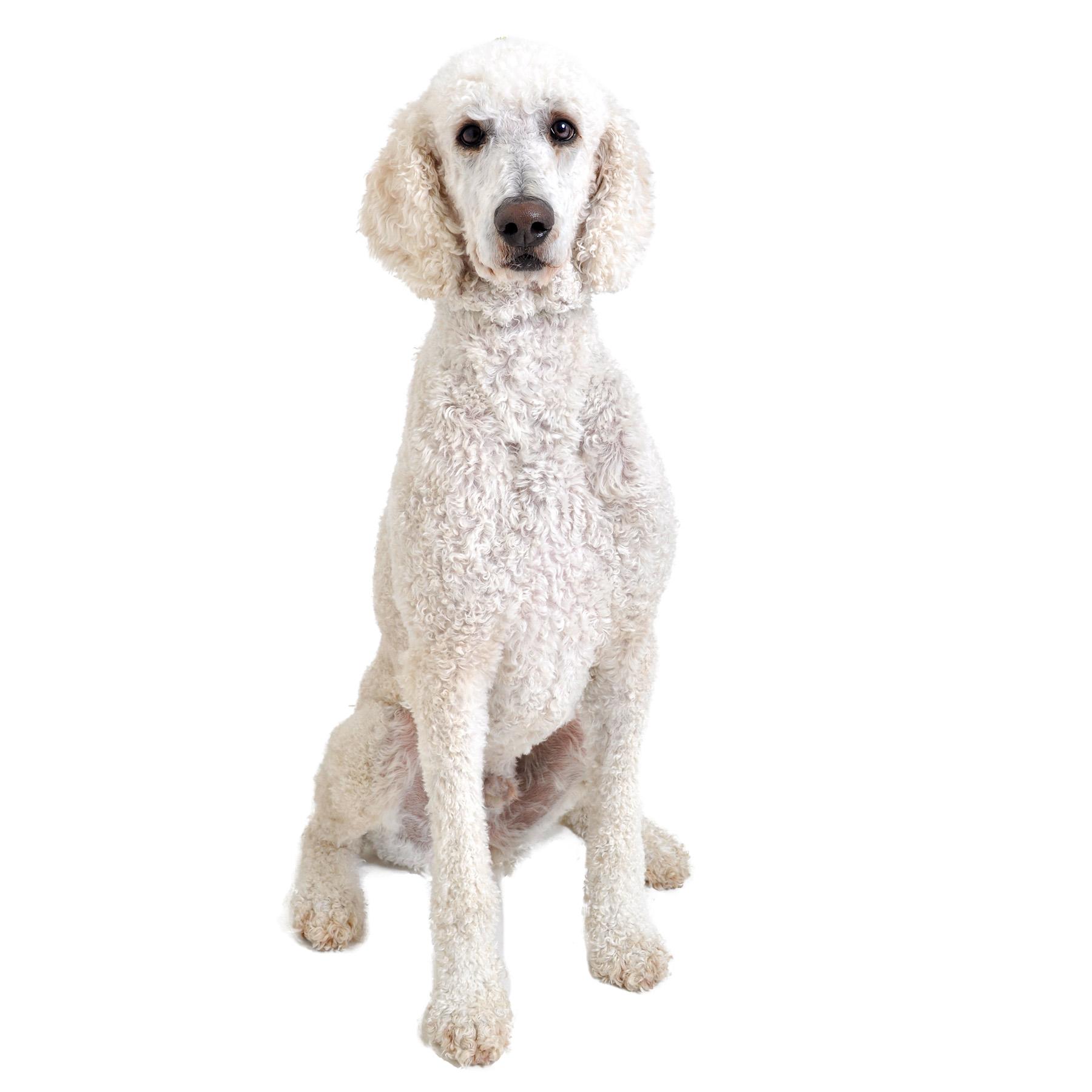 Enlarge Cashew, a Adoptable Standard Poodle in Friendsville, TN image 3/3
