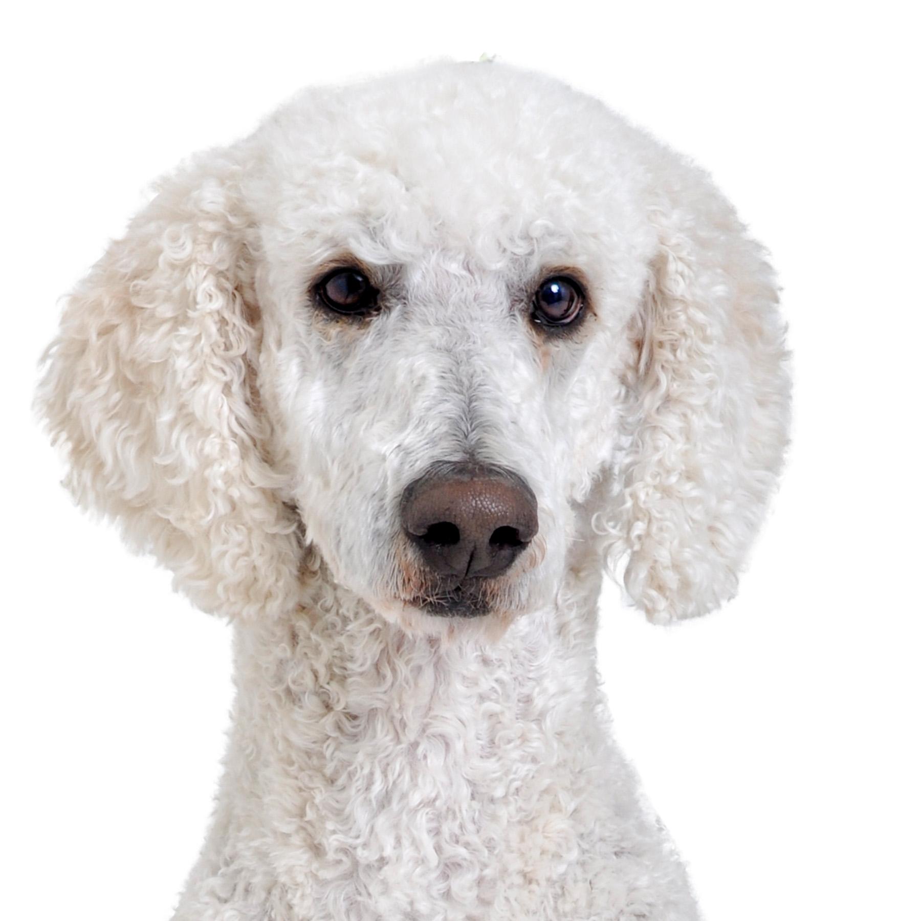 Cashew, Adoptable, Adult Male Standard Poodle.