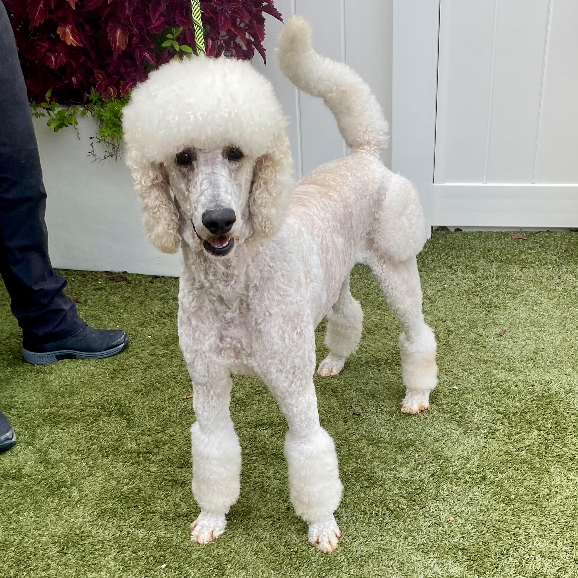 Cashew, a Adoptable Standard Poodle in Friendsville, TN image 2/3