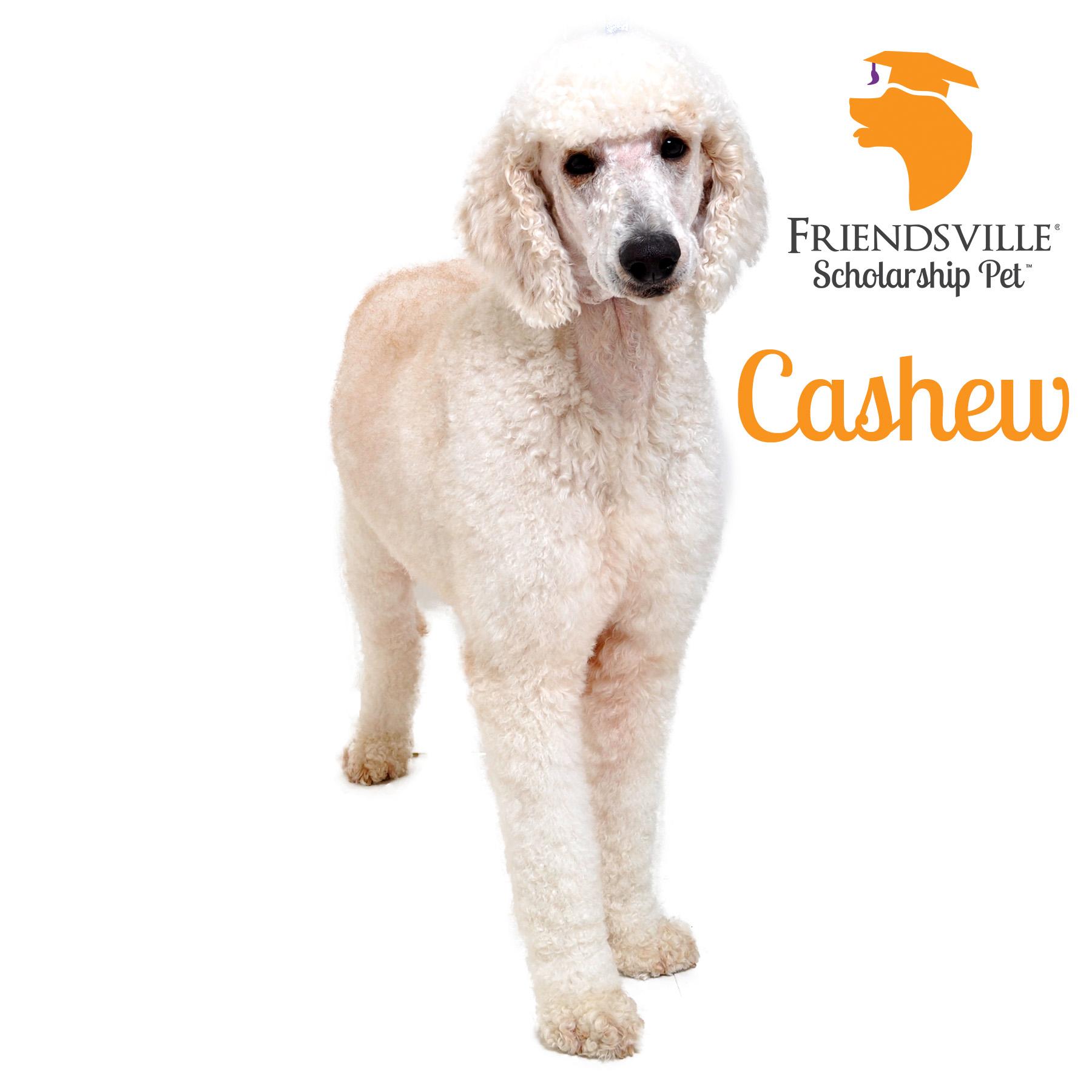 Cashew, Adoptable, Adult Male Standard Poodle.