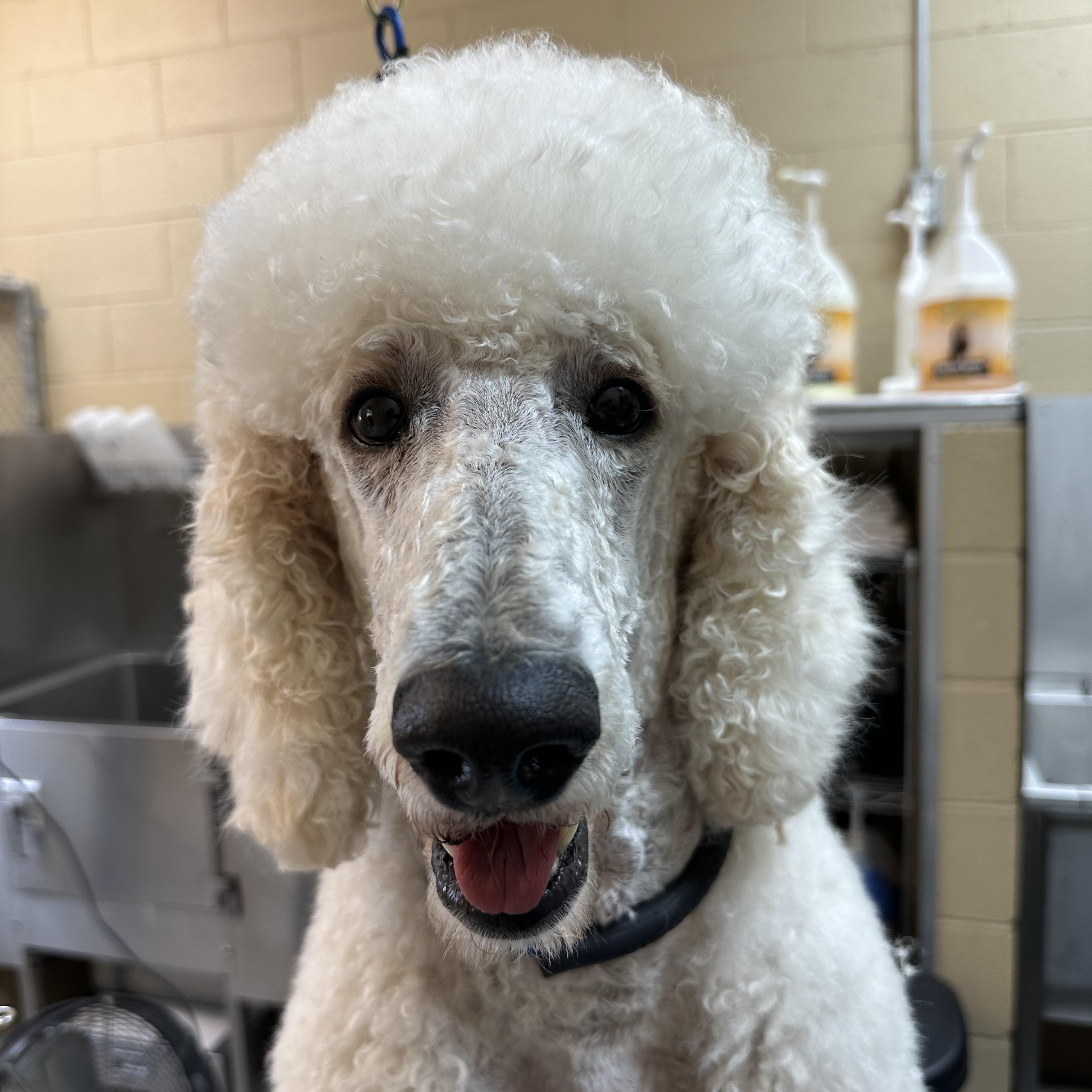 Cashew, a Adoptable Standard Poodle in Friendsville, TN image 1/3