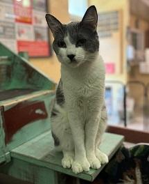 Enlarge Lionel, a Adoptable American Shorthair in Laguna Beach, CA image 1/1