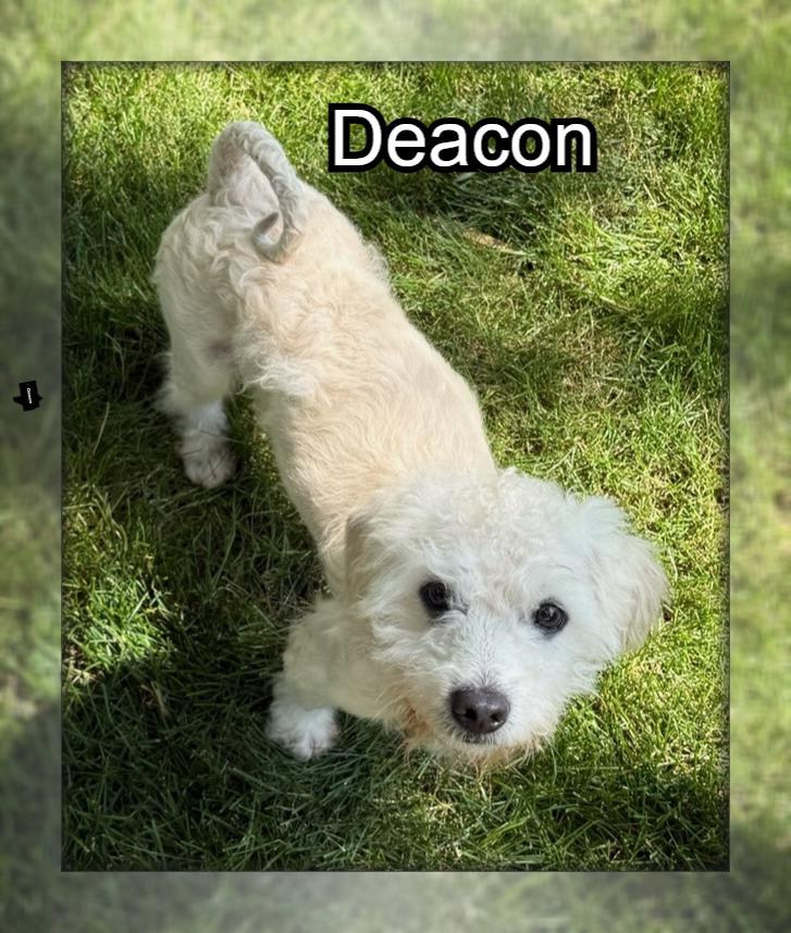 Enlarge Deacon - IN, a ADOPTABLE Bichon Frise in Indianapolis, IN image 1/2