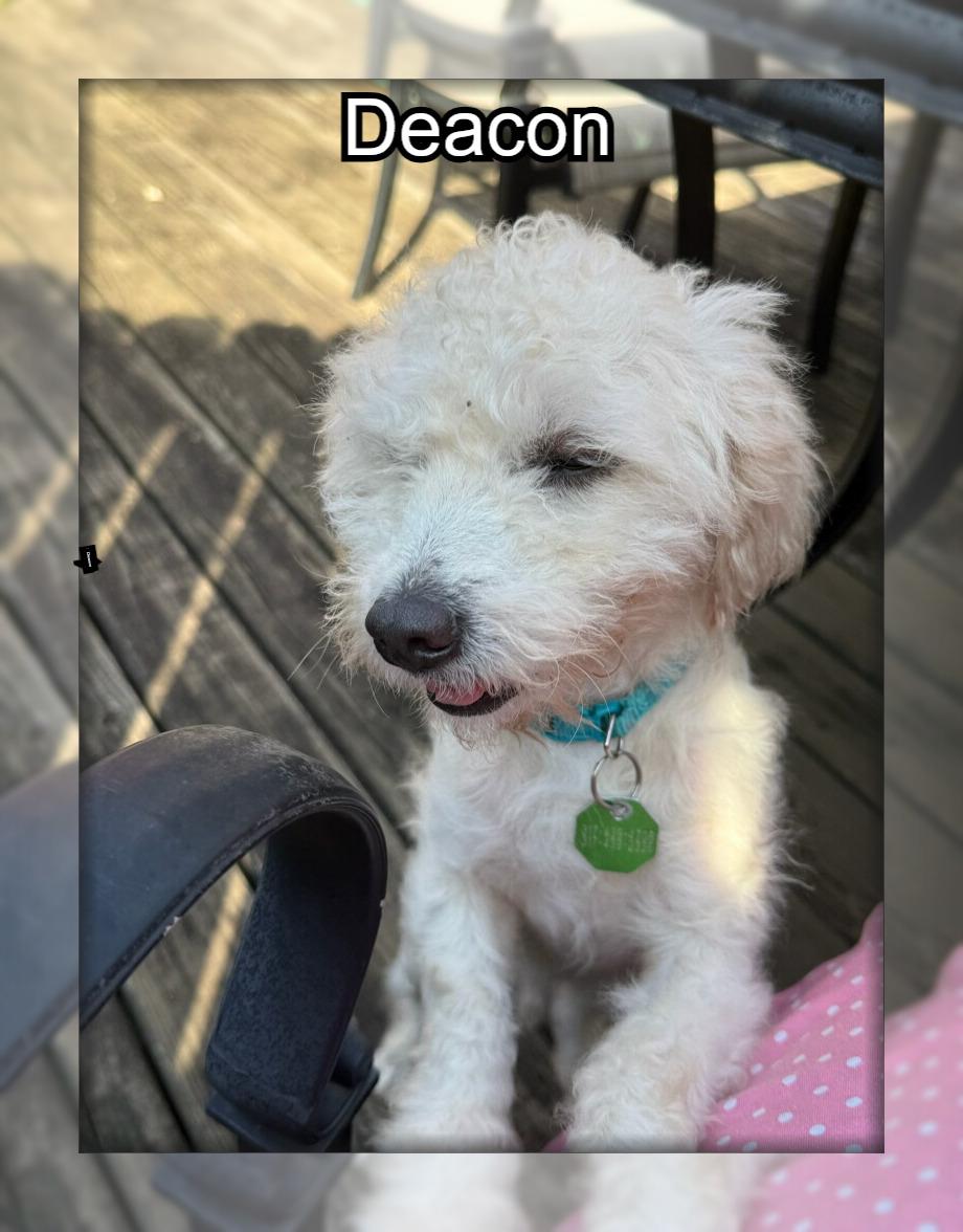 Enlarge Deacon - IN, a ADOPTABLE Bichon Frise in Indianapolis, IN image 2/2