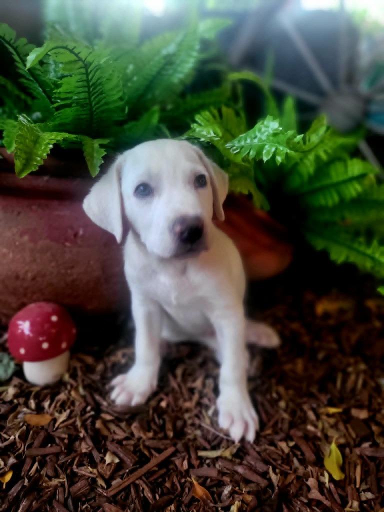 Yeti, a Adoptable Mixed Breed in Mesa, AZ image 1/2