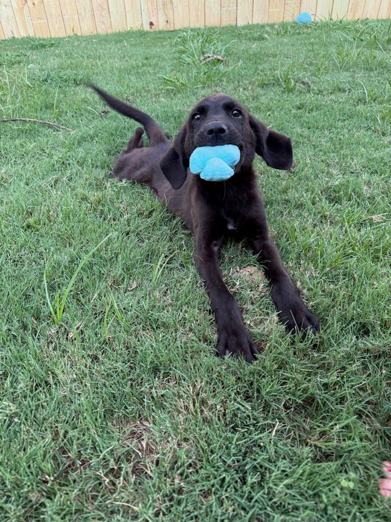 Freddie Mercury, Adopted, Puppy Male Bluetick Coonhound.