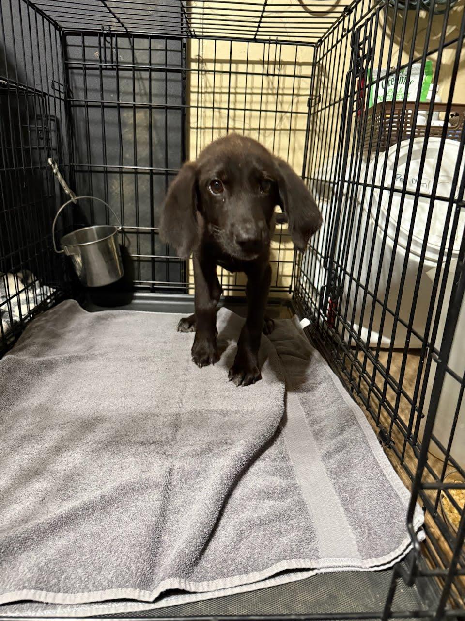 Enlarge Freddie Mercury, a Adopted mixed breed in TULSA, OK image 2/4