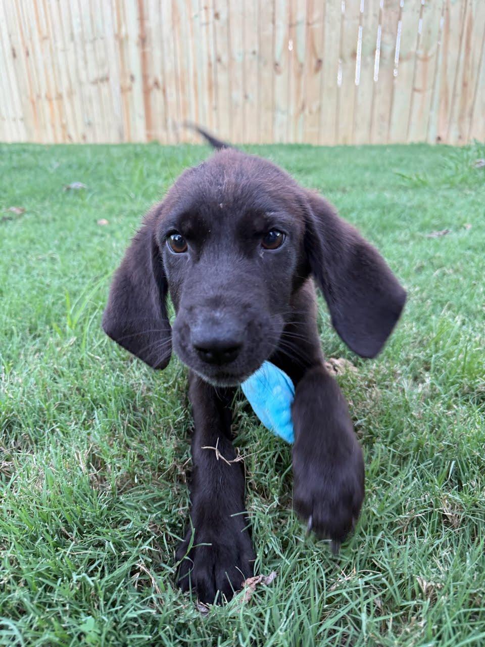 Enlarge Freddie Mercury, a Adopted mixed breed in TULSA, OK image 3/4