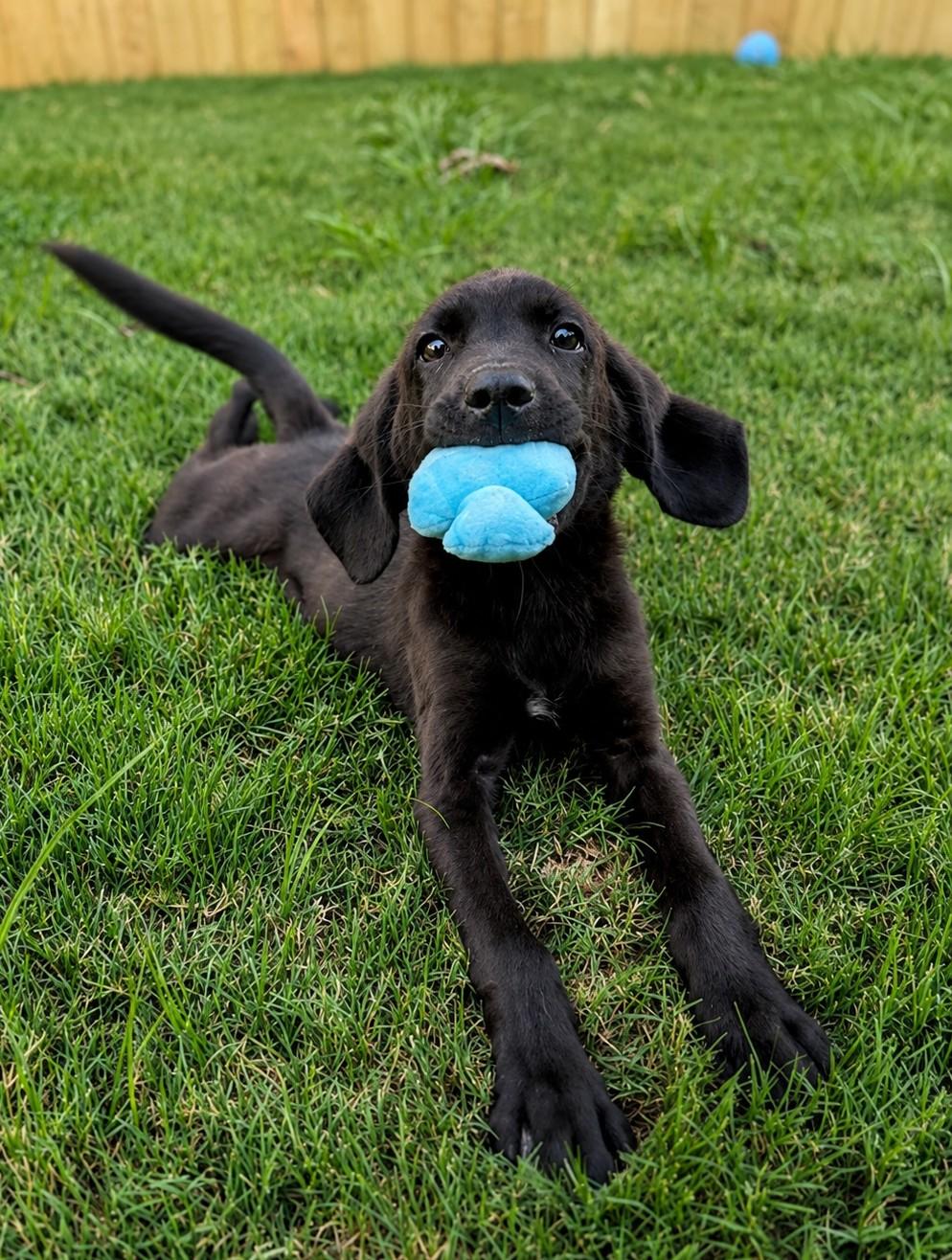 Enlarge Freddie Mercury, a Adopted mixed breed in TULSA, OK image 4/4