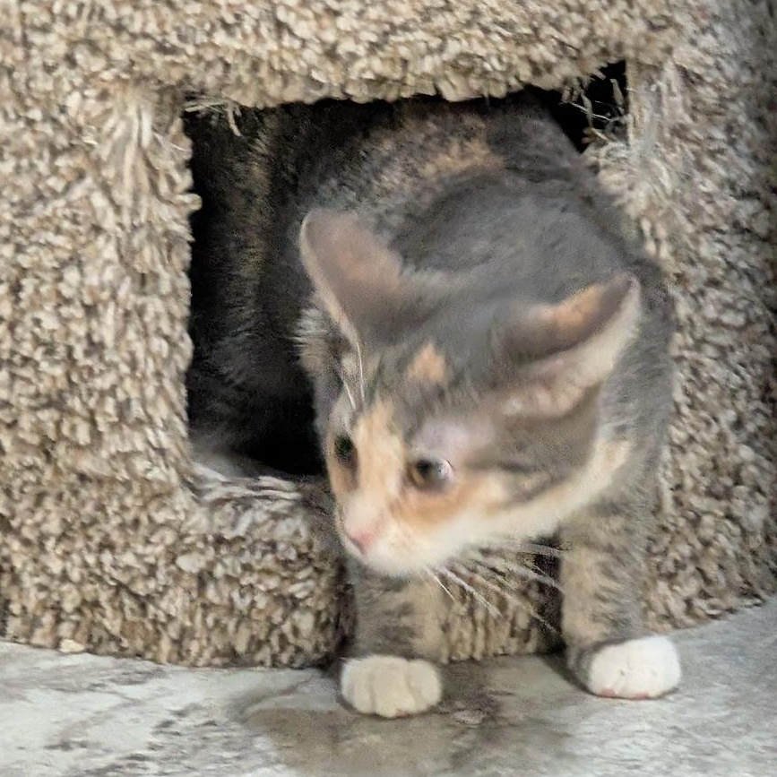 Enlarge Frito, a Adoptable Domestic Short Hair in Reisterstown, MD image 4/5