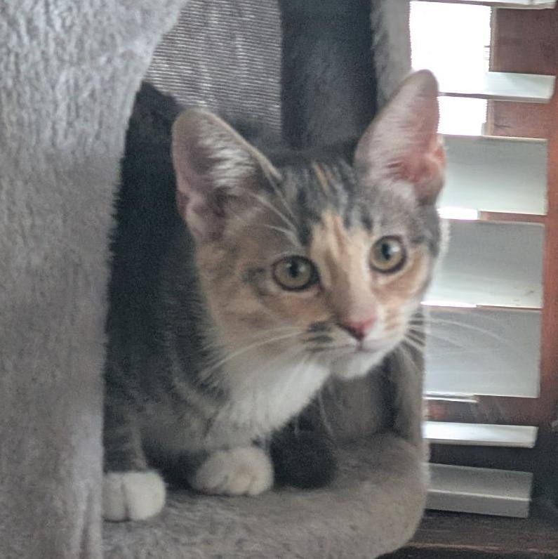Enlarge Frito, a Adoptable Domestic Short Hair in Reisterstown, MD image 1/5