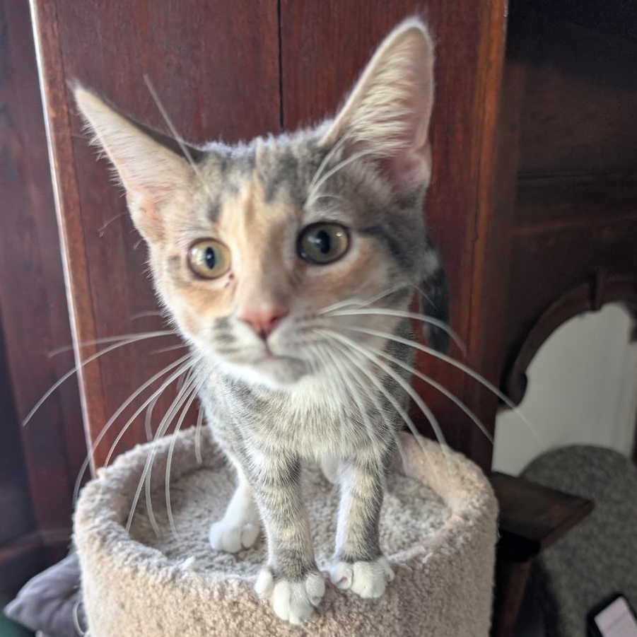 Enlarge Frito, a Adoptable Domestic Short Hair in Reisterstown, MD image 2/5