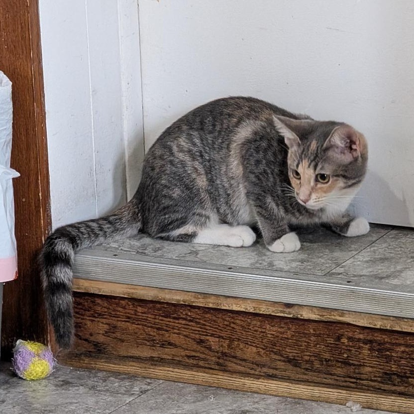 Enlarge Frito, a Adoptable Domestic Short Hair in Reisterstown, MD image 5/5