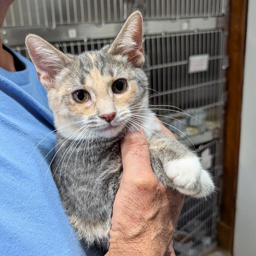 Enlarge Frito, a Adoptable Domestic Short Hair in Reisterstown, MD image 3/5