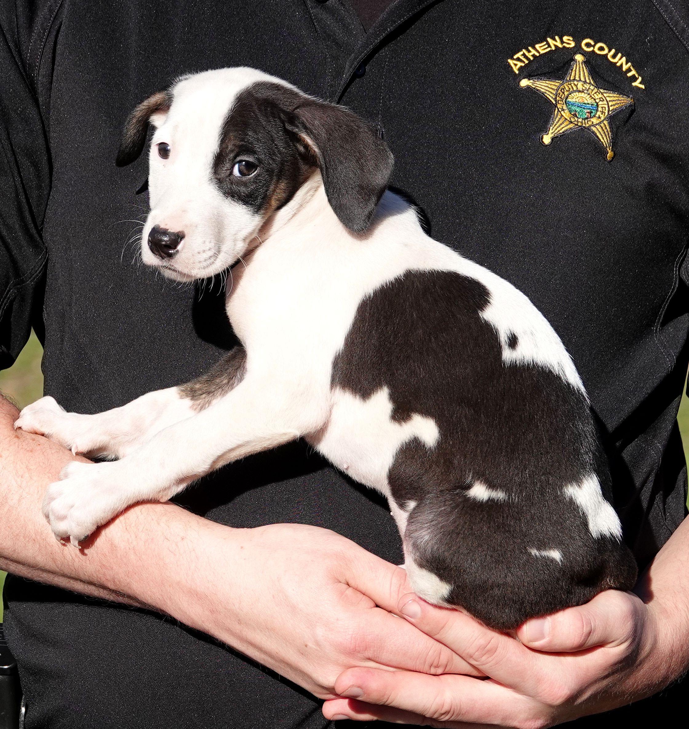 Enlarge Clark, a Adoptable mixed breed in Millfield, OH image 2/3