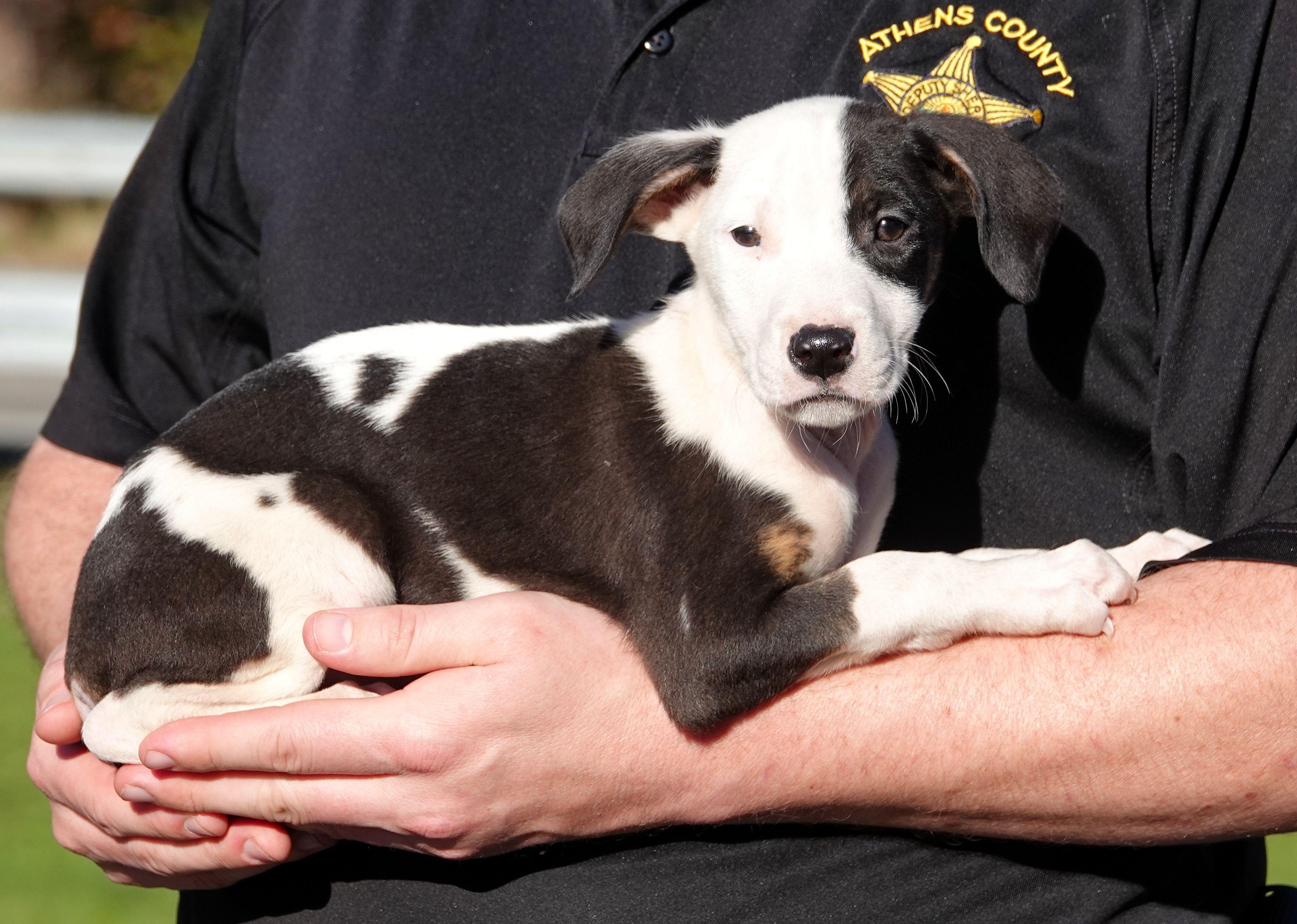 Enlarge Clark, a Adoptable mixed breed in Millfield, OH image 3/3