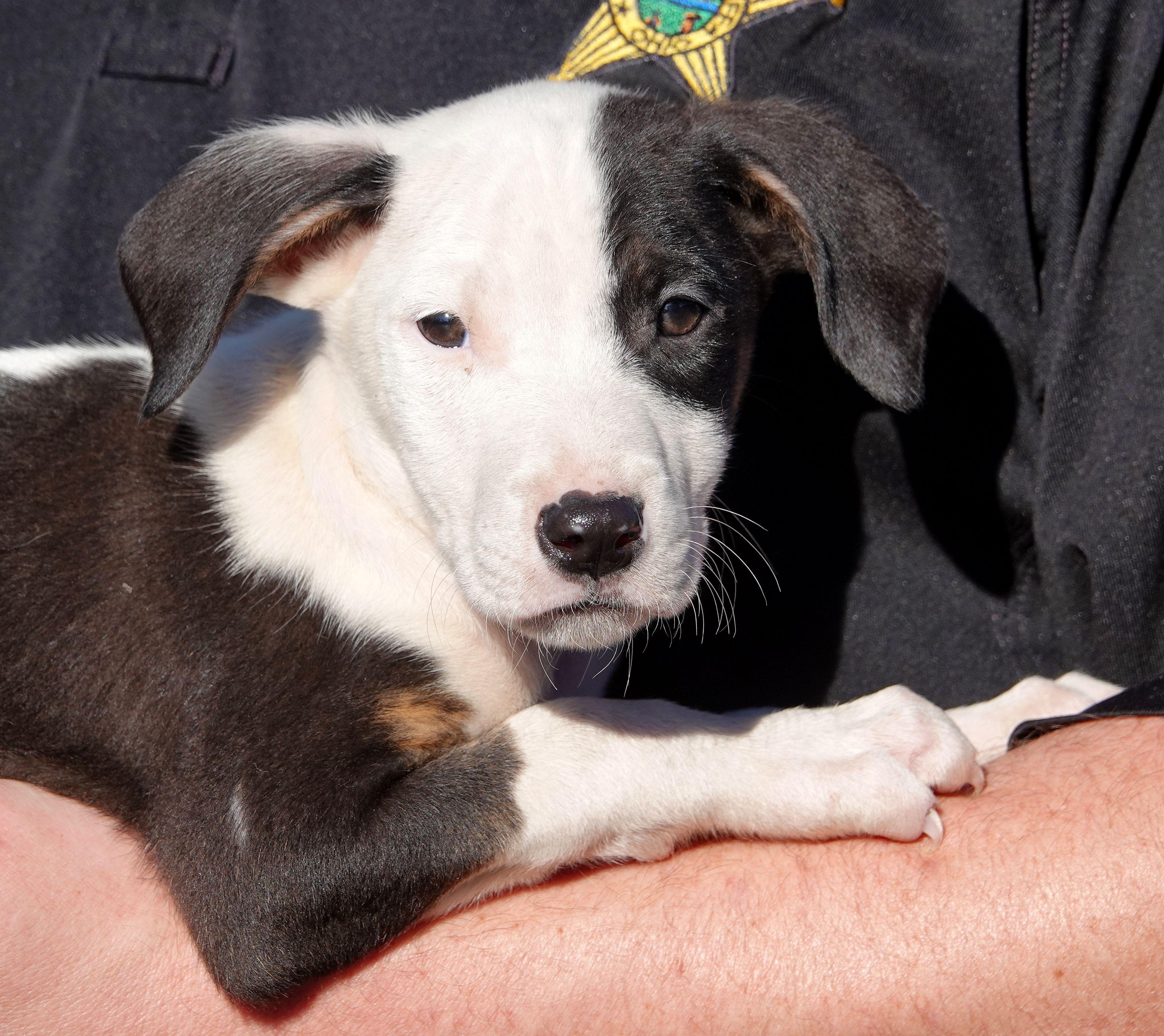 Clark, Adoptable, Puppy Male Terrier.