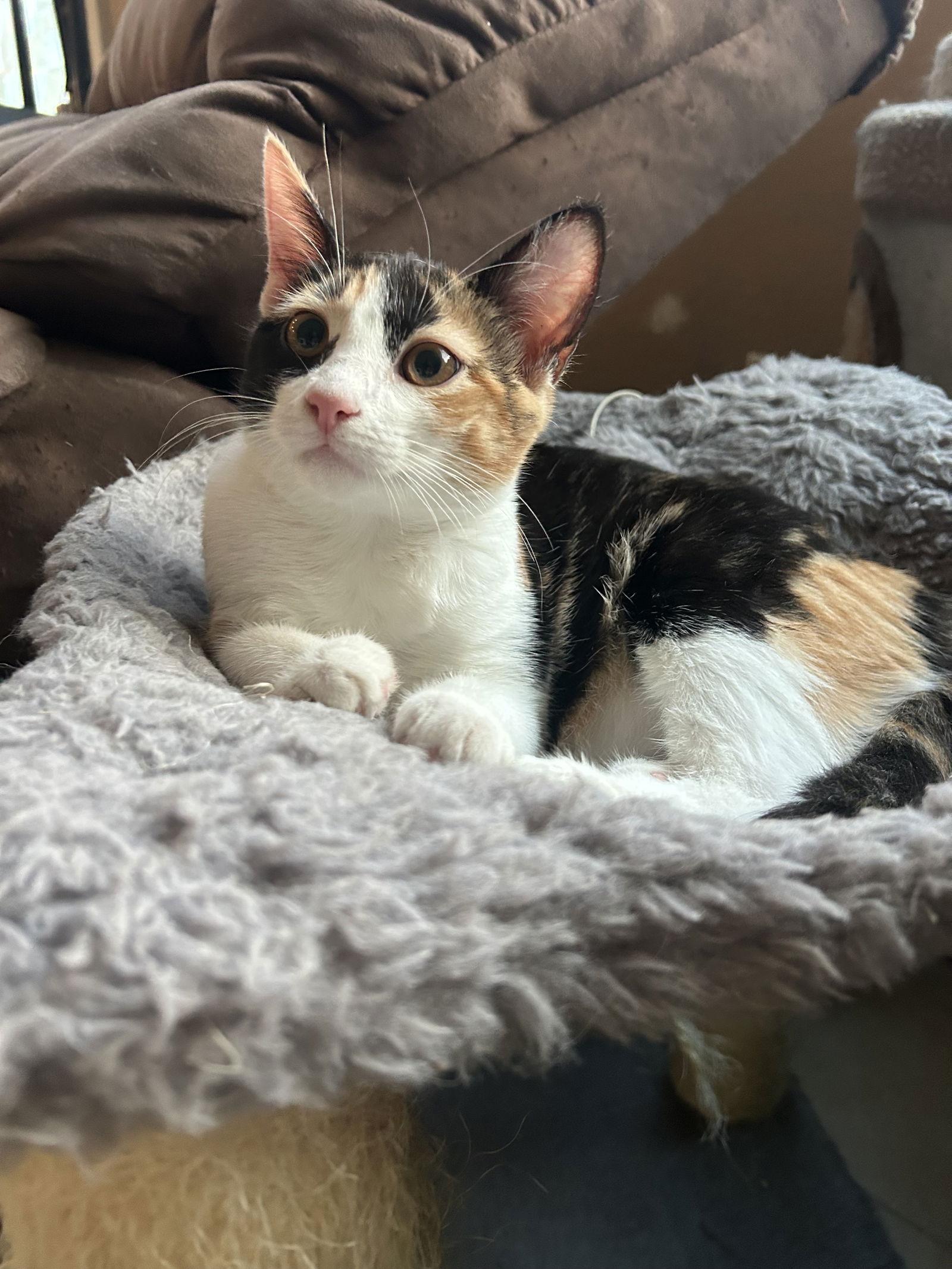 Pinky Pie ( Christina), Adoptable, Kitten Female Calico.