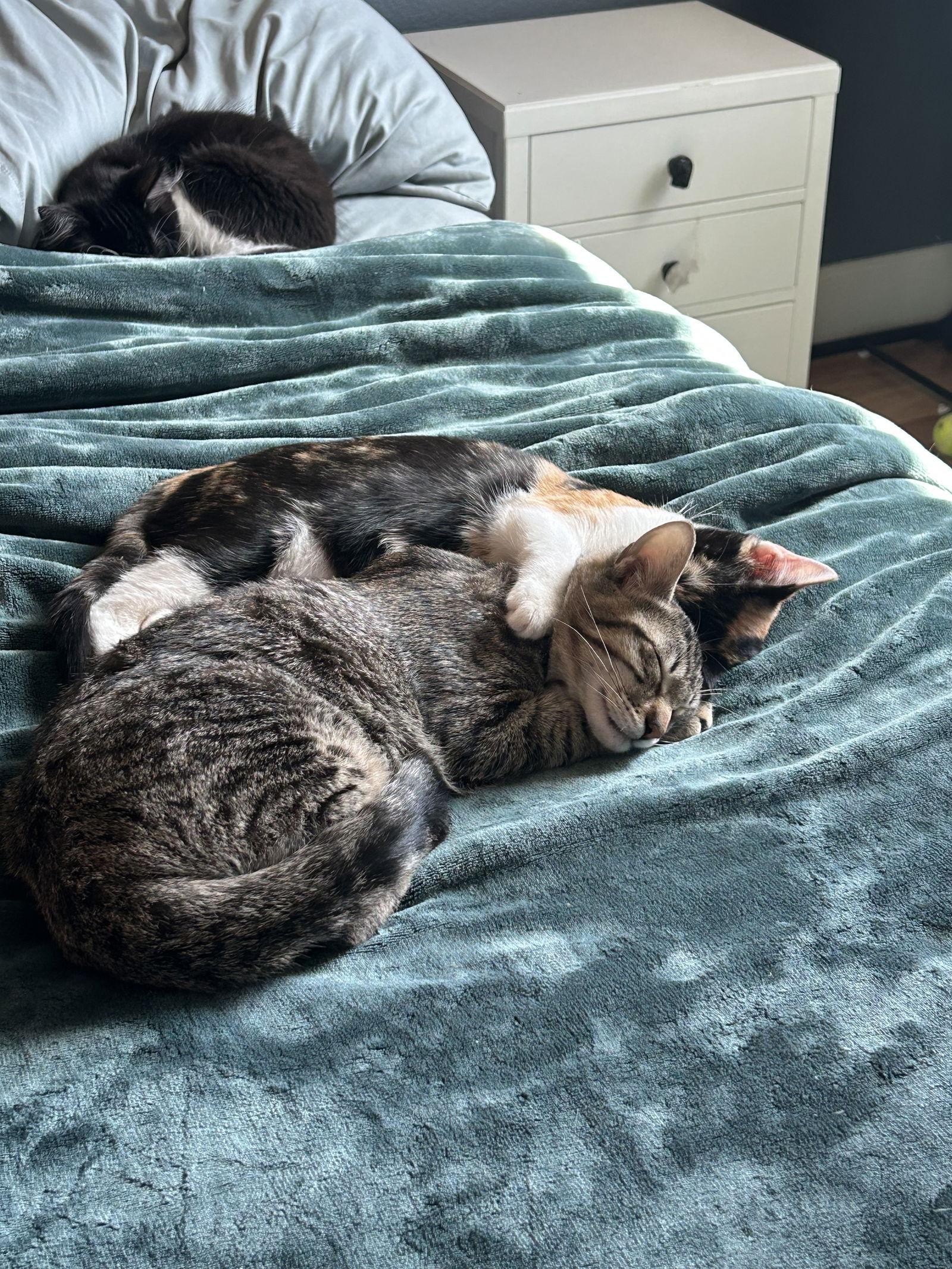 Pinky Pie ( Christina), a Adoptable Calico in Vallejo, CA image 1/2