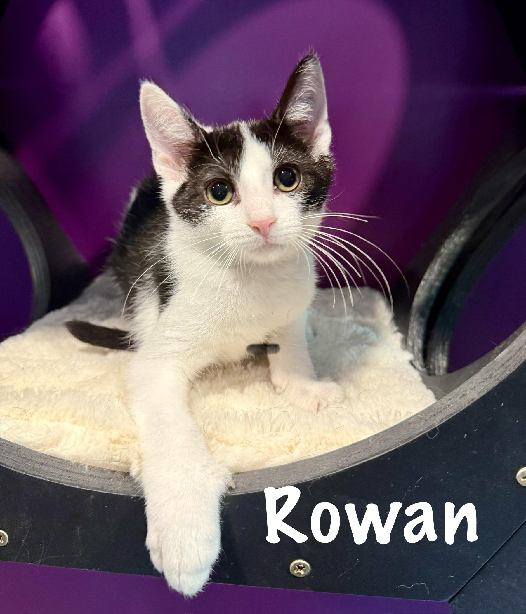 Rowan, adopted, Kitten Male Domestic Short Hair.