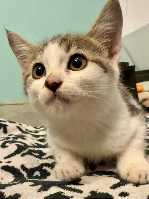 Enlarge Petroleum C4722, a Adoptable mixed breed in minneapolis, MN image 1/3