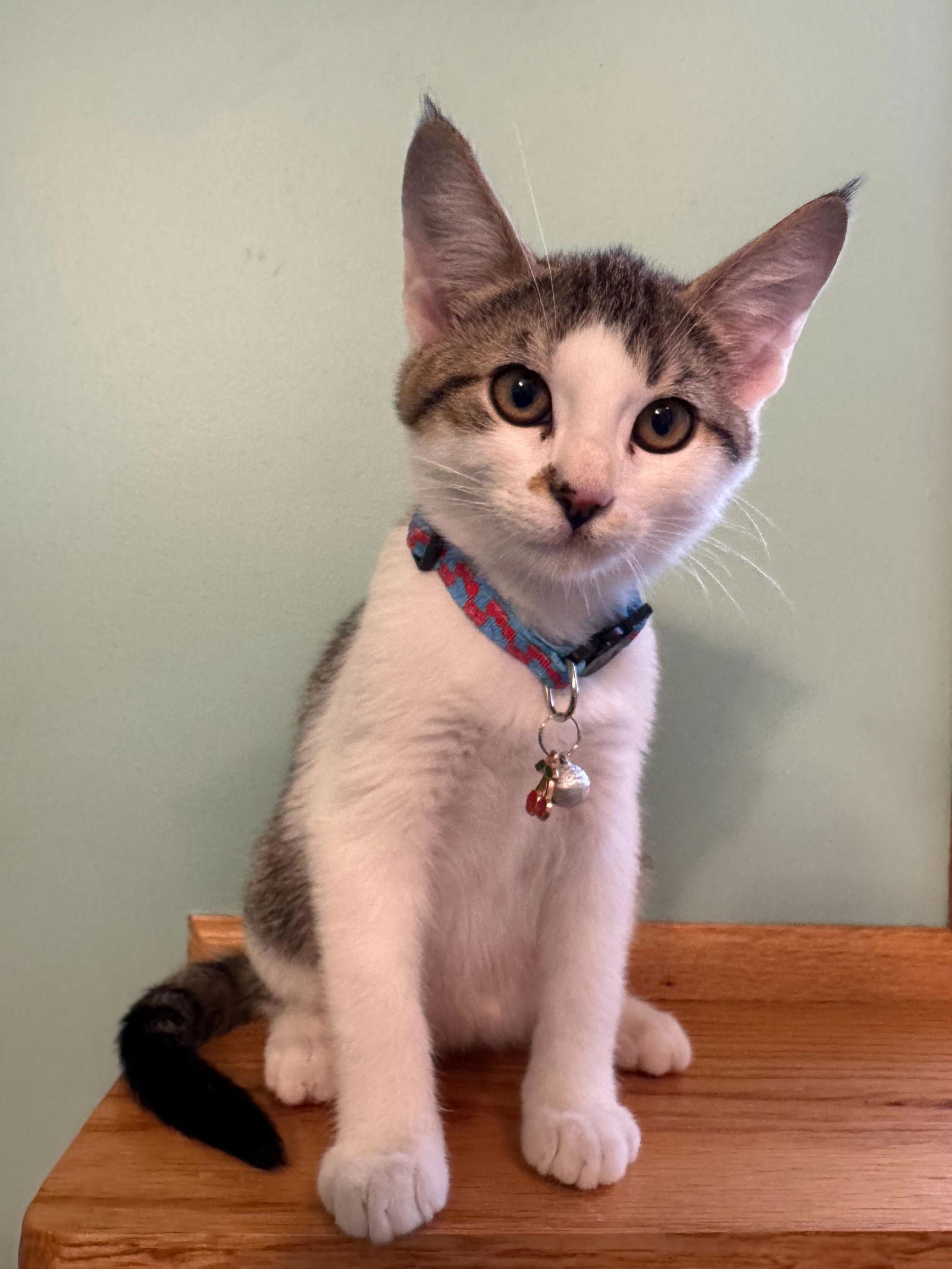 Enlarge Petroleum C4722, a Adoptable mixed breed in minneapolis, MN image 2/3