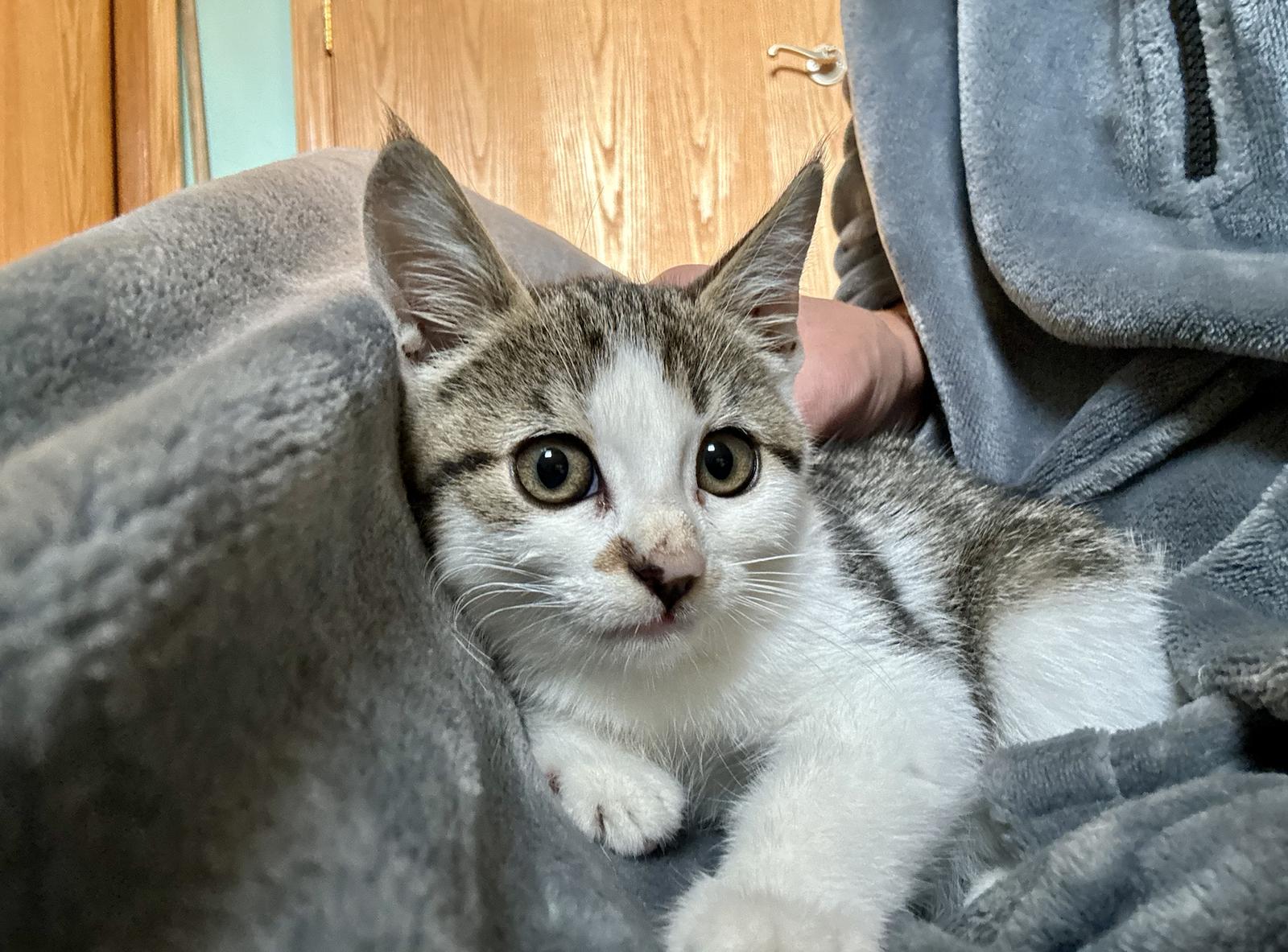 Petroleum C4722, Adoptable, Young Female Domestic Short Hair.