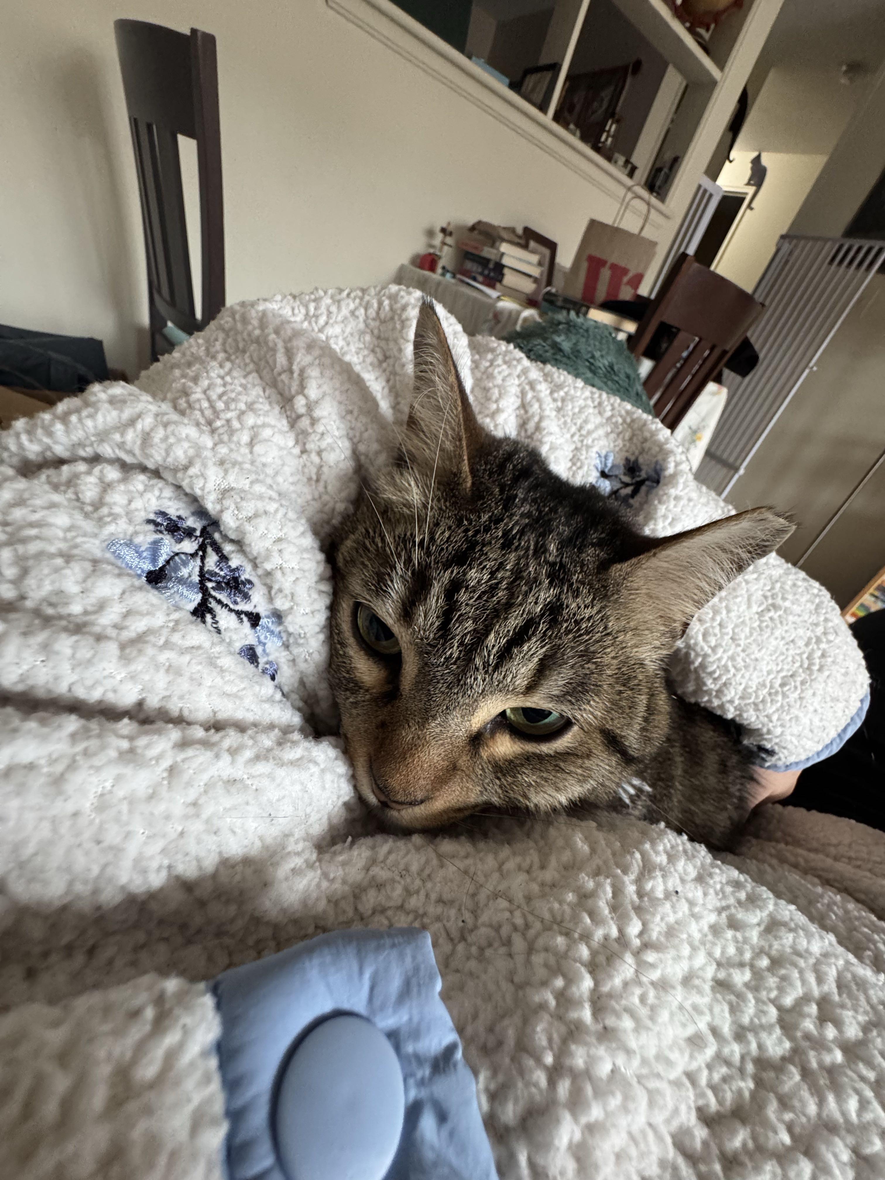 Enlarge Poppy, an adopted Domestic Short Hair in Waltham, MA image 3/6