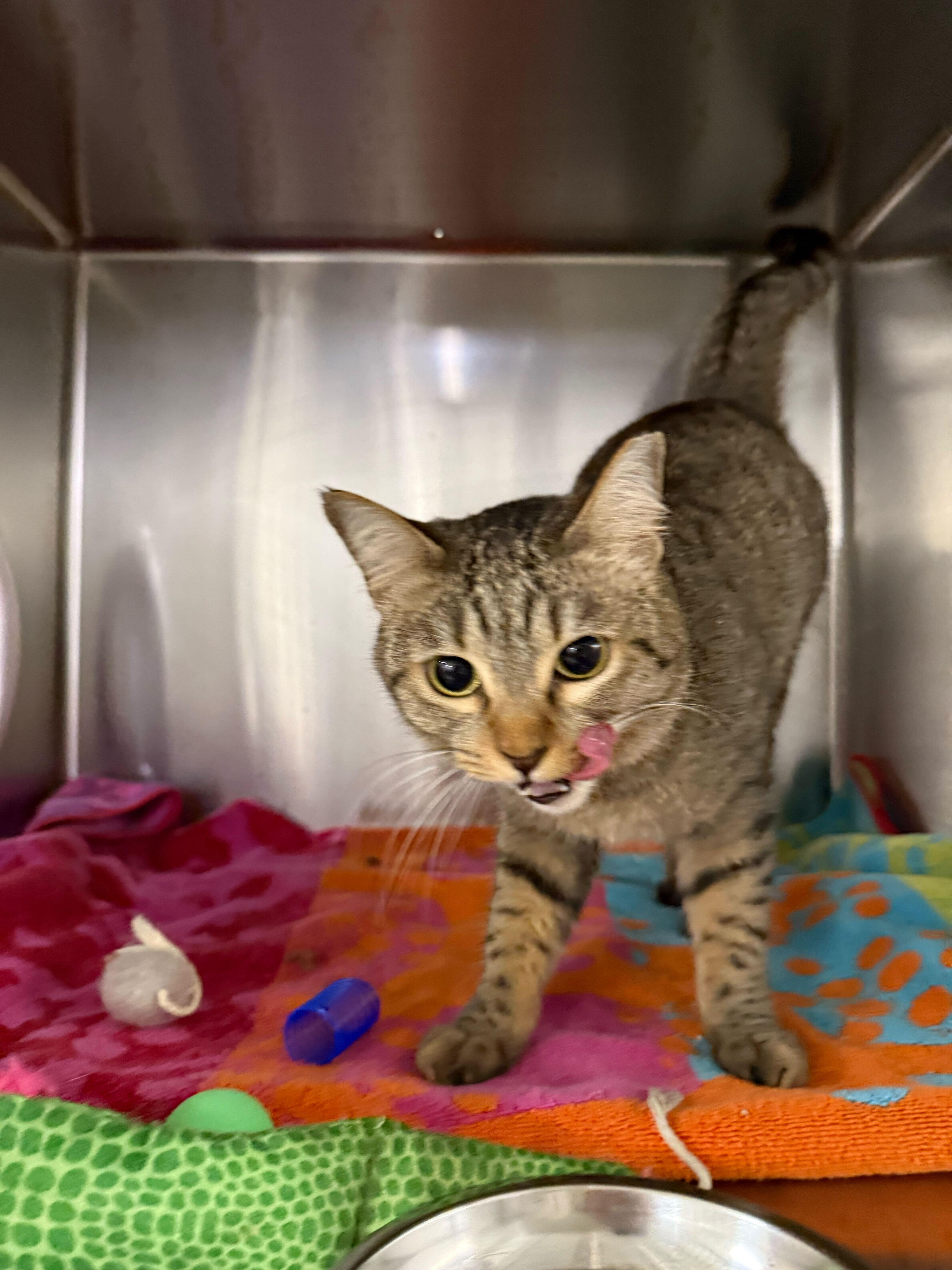 Enlarge Poppy, an adopted Domestic Short Hair in Waltham, MA image 5/6