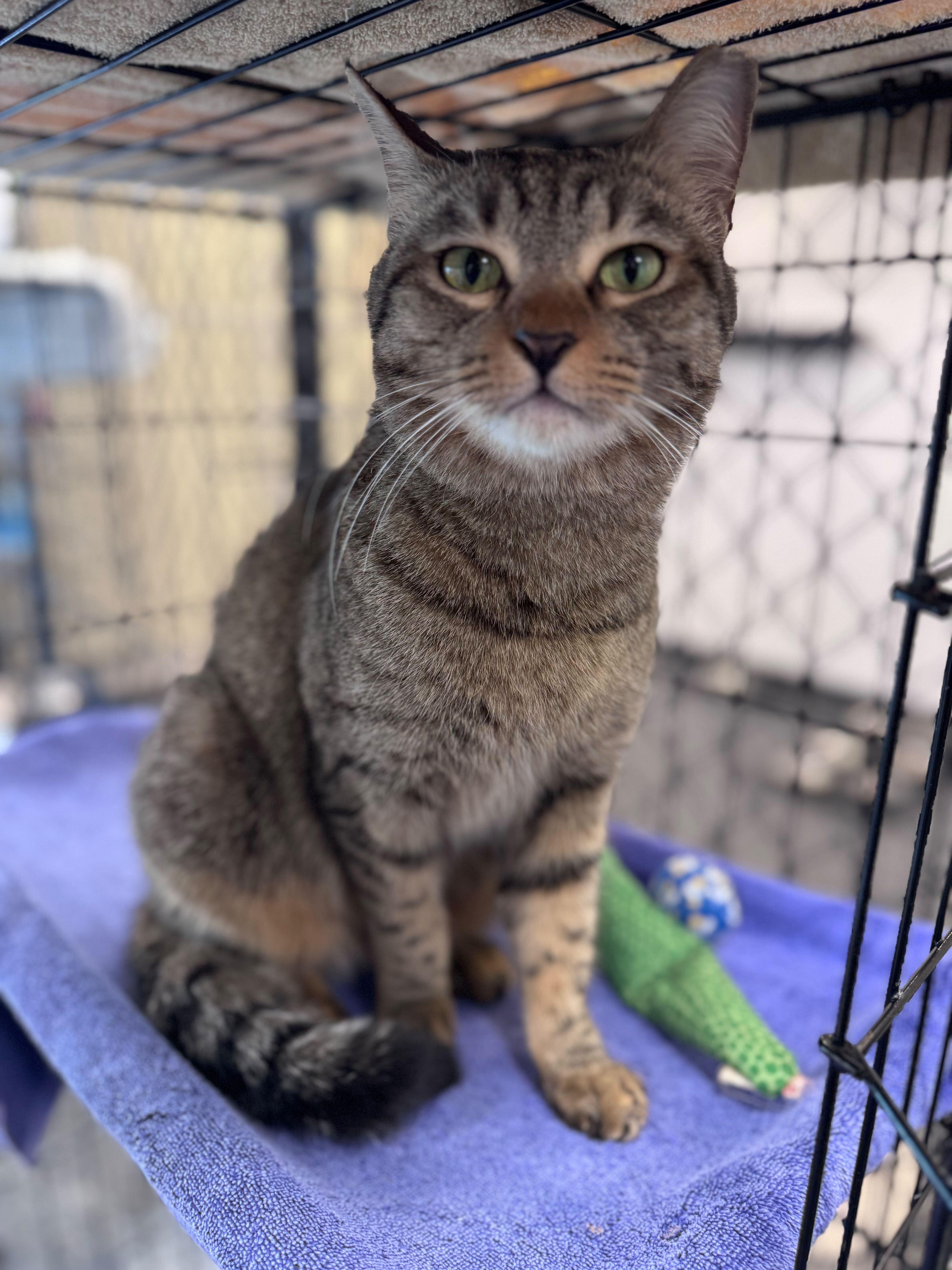 Enlarge Poppy, an adopted Domestic Short Hair in Waltham, MA image 1/6