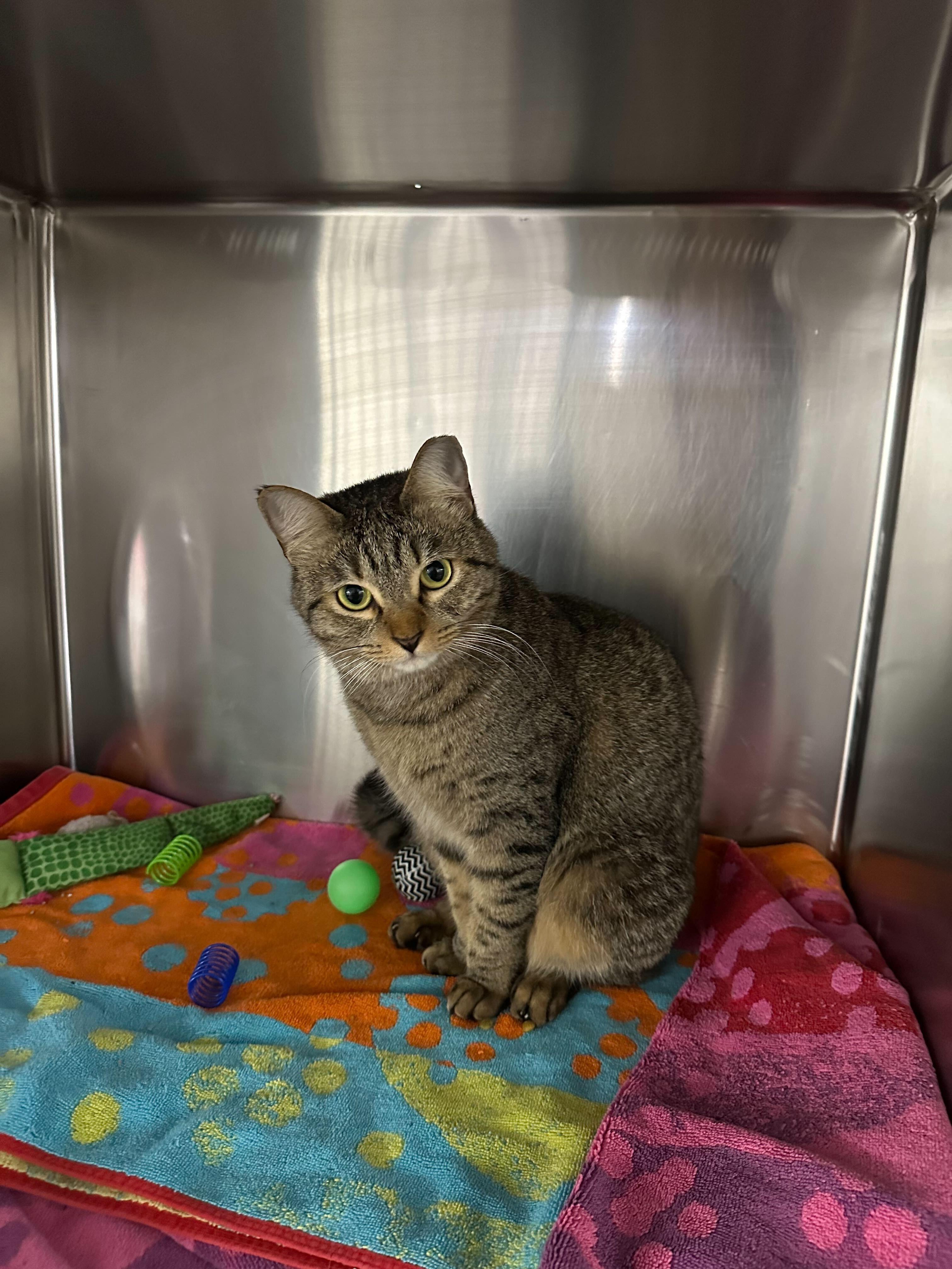 Enlarge Poppy, an adopted Domestic Short Hair in Waltham, MA image 4/6