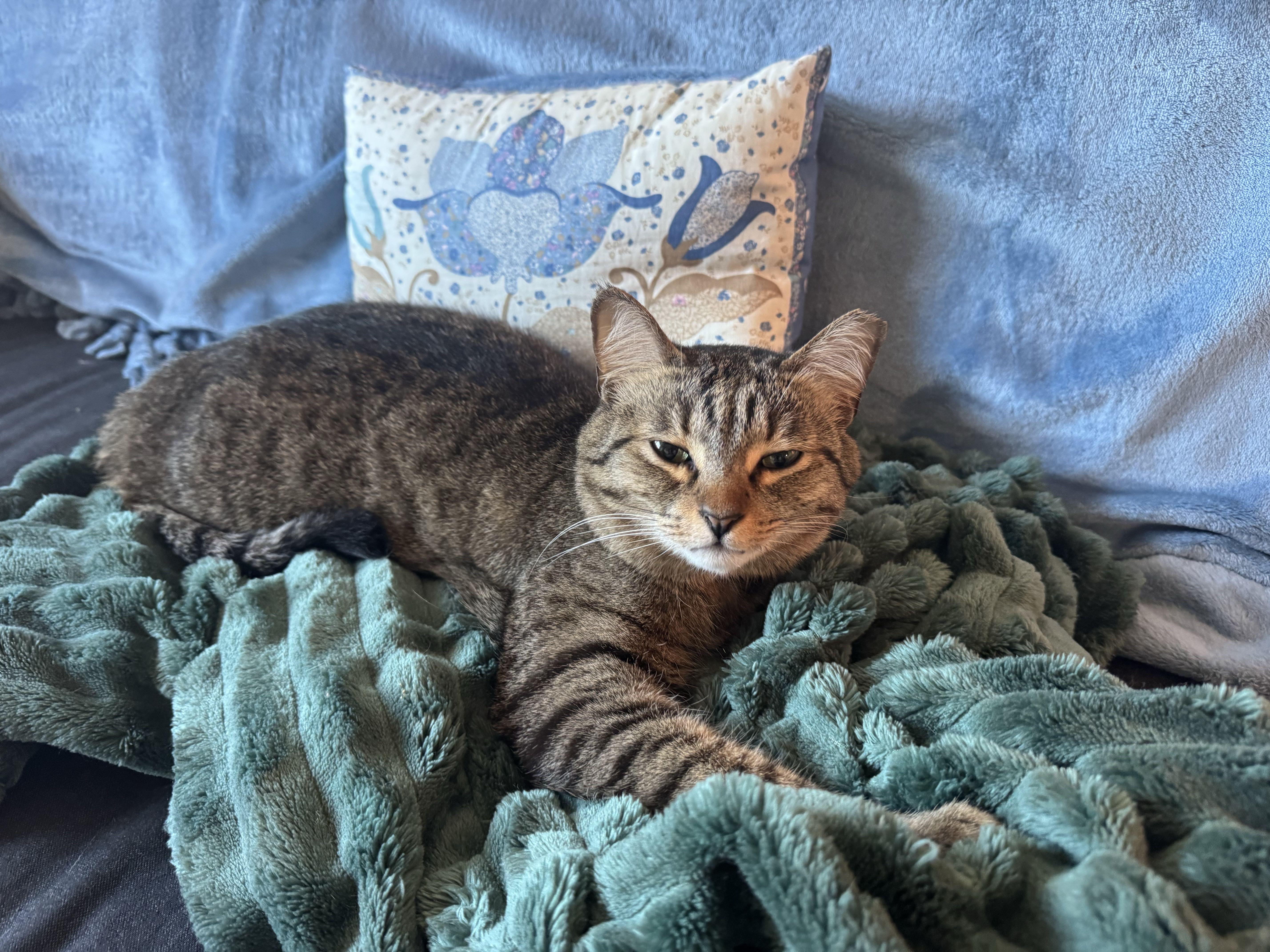 Enlarge Poppy, an adopted Domestic Short Hair in Waltham, MA image 2/6