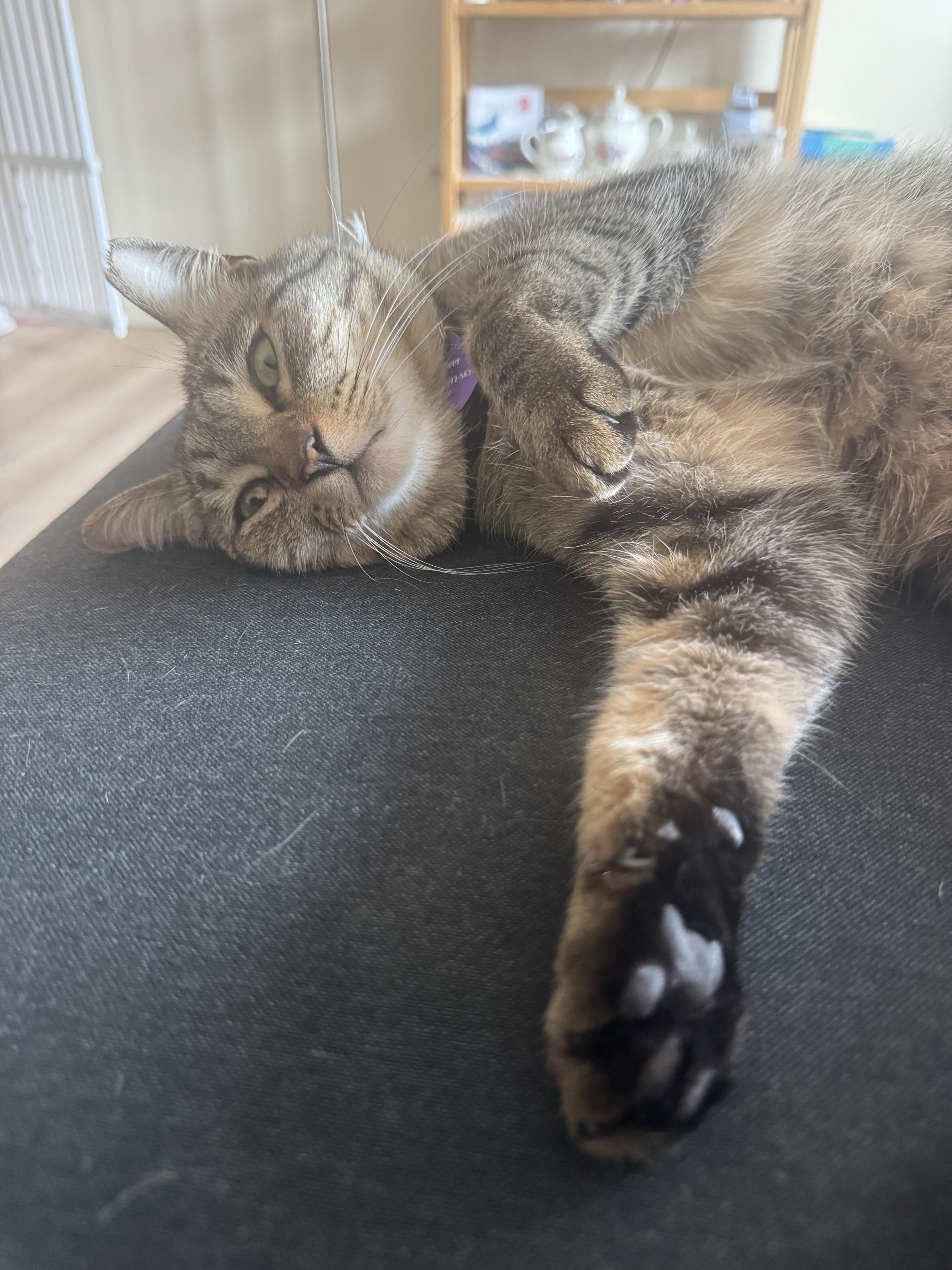 Enlarge Poppy, an adopted Domestic Short Hair in Waltham, MA image 6/6