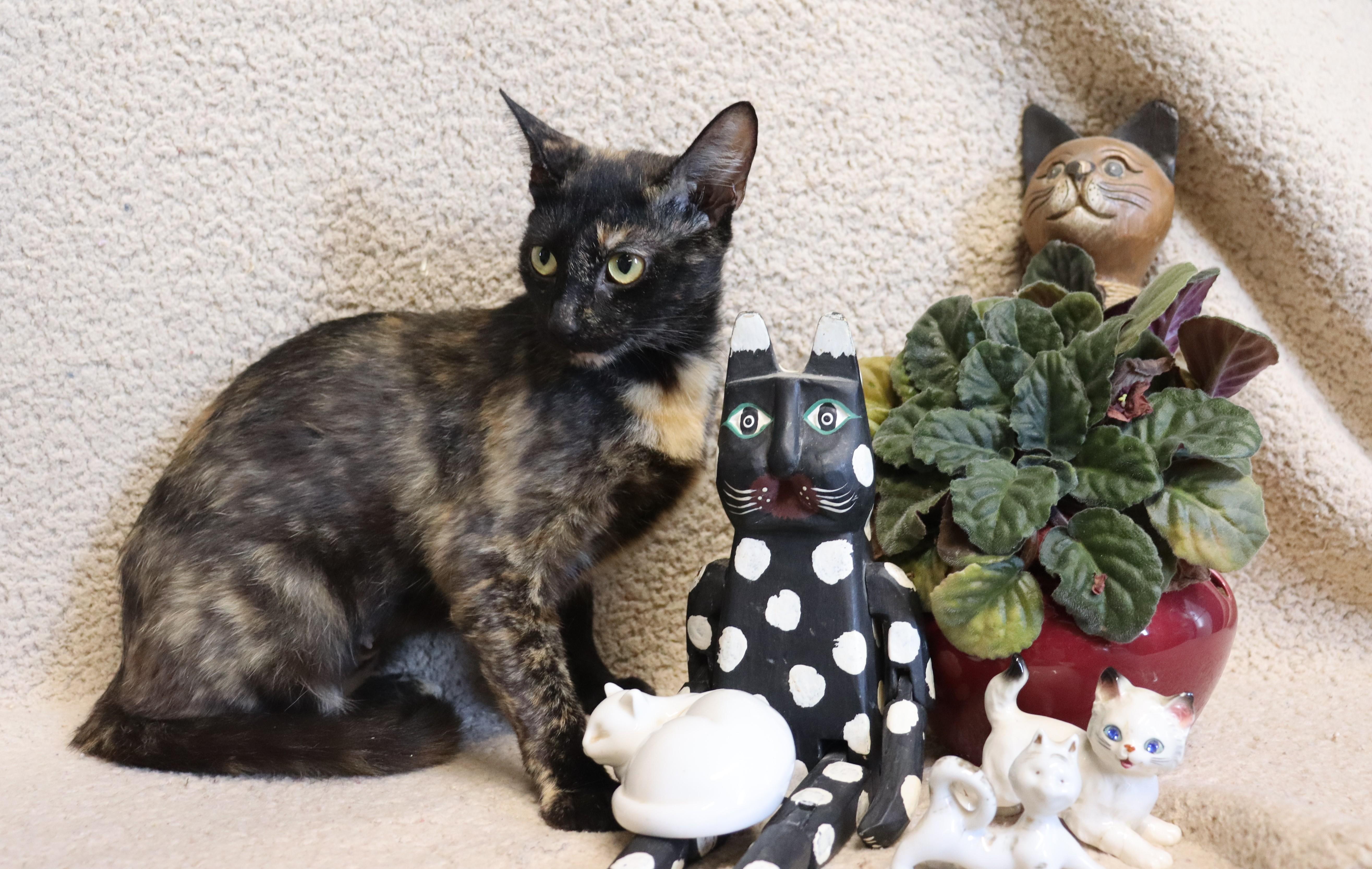 Enlarge Miney, a Adoptable Calico in Windsor, CT image 3/5