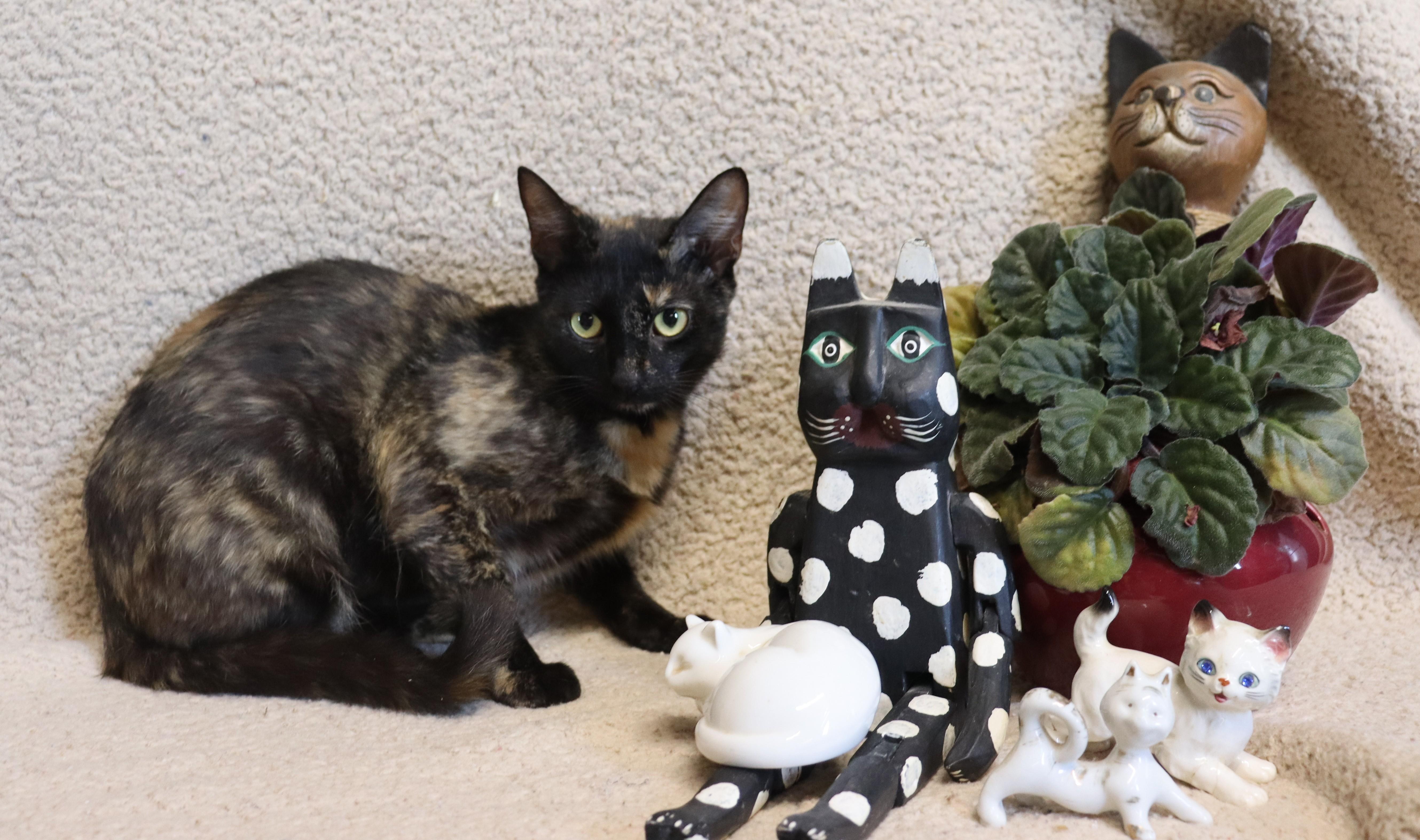 Enlarge Miney, a Adoptable Calico in Windsor, CT image 2/5
