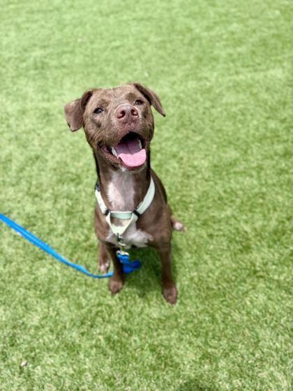 Enlarge Rayna - 2, a Adoptable mixed breed in Daytona Beach, FL image 1/1