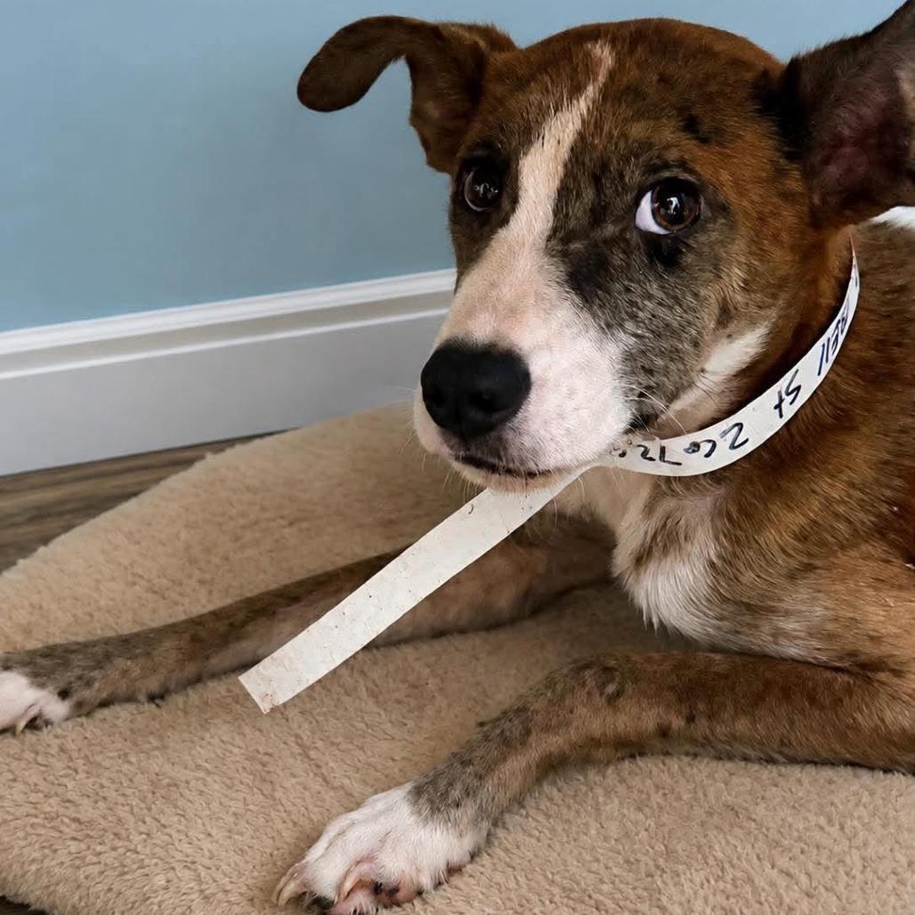 Sebastian, a Adoptable Feist in Enterprise, AL image 2/2