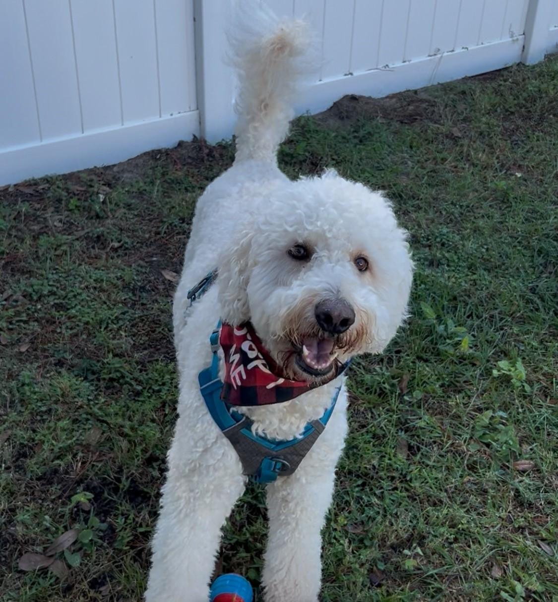 Charlie, ADOPTABLE, Adult Male Goldendoodle.