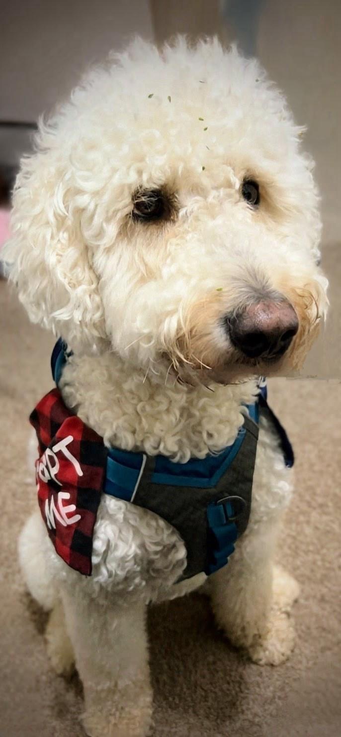 Enlarge Charlie, a ADOPTABLE Goldendoodle in Orlando, FL image 3/6