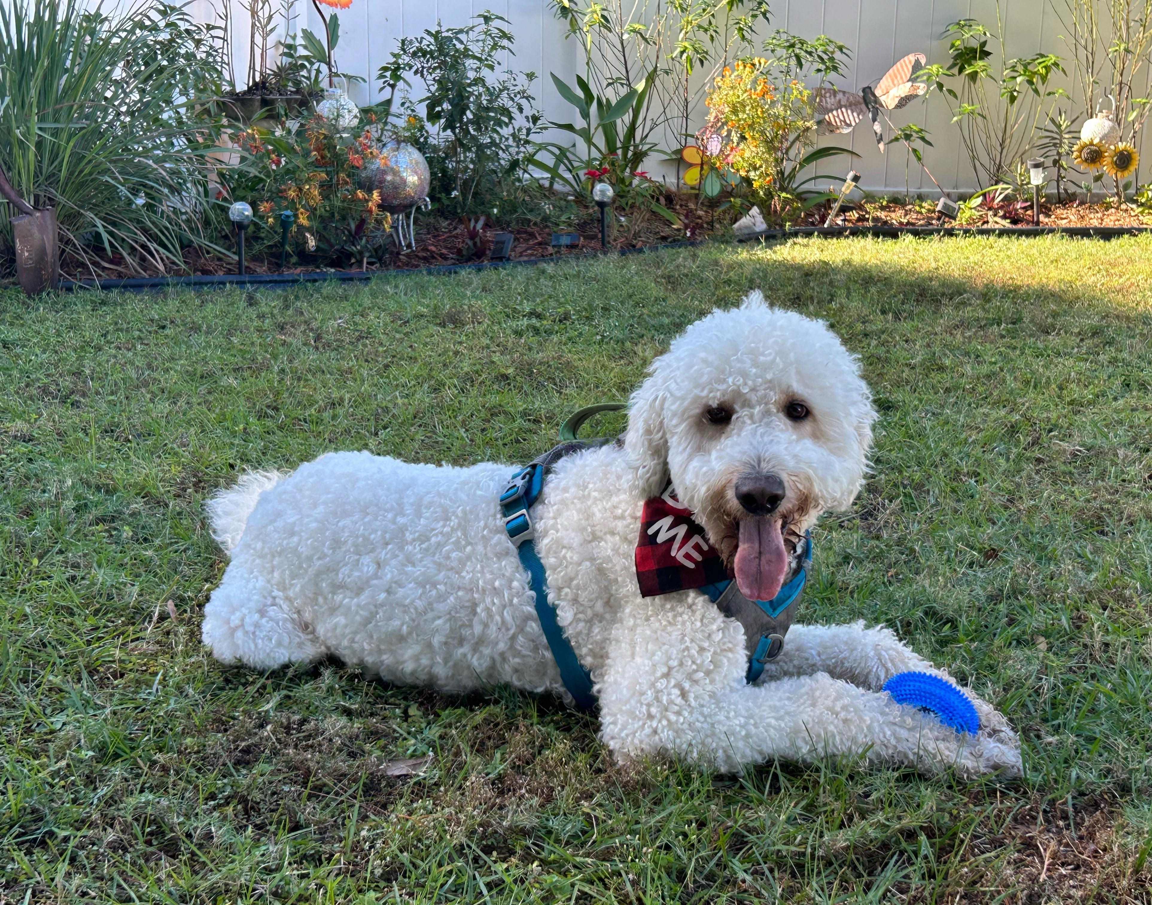 Enlarge Charlie, a ADOPTABLE Goldendoodle in Orlando, FL image 4/6